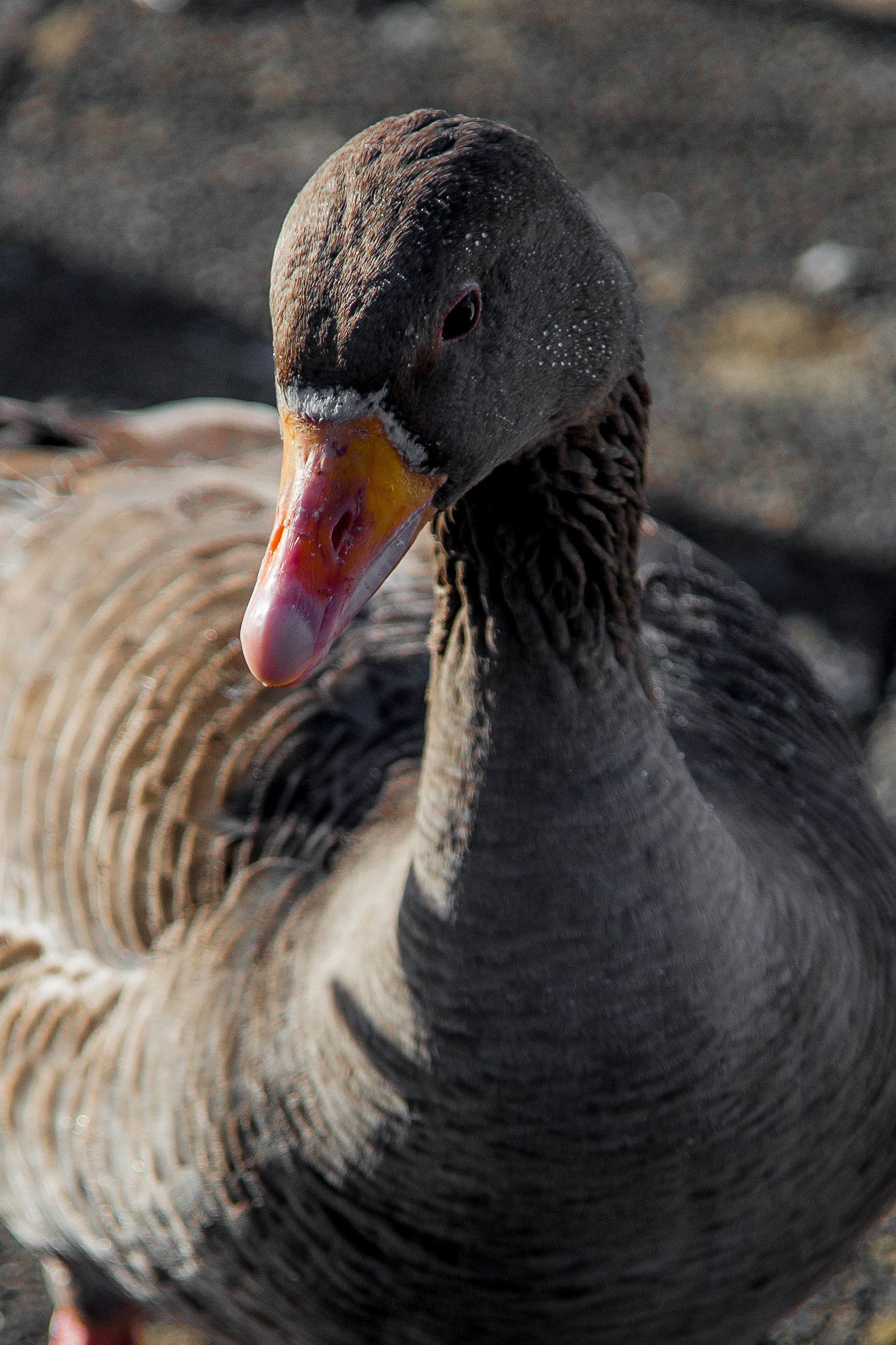 Greylag goose