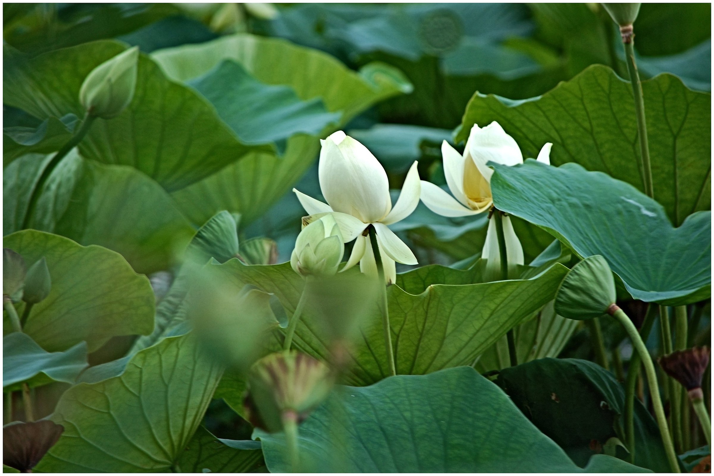 Fiori di lago prima...