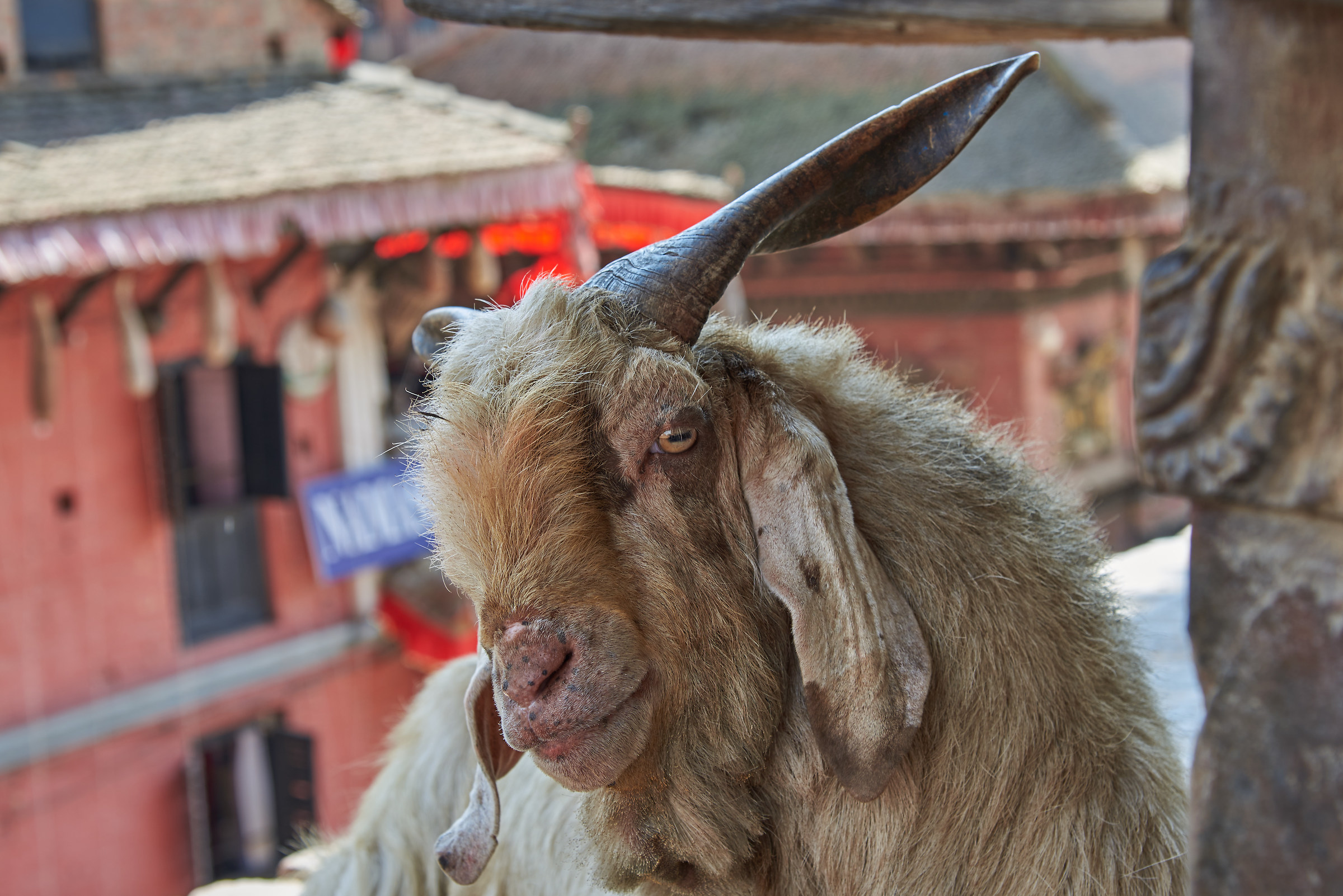 Montone sulla sommità di un monum. antico di Bhaktapu...