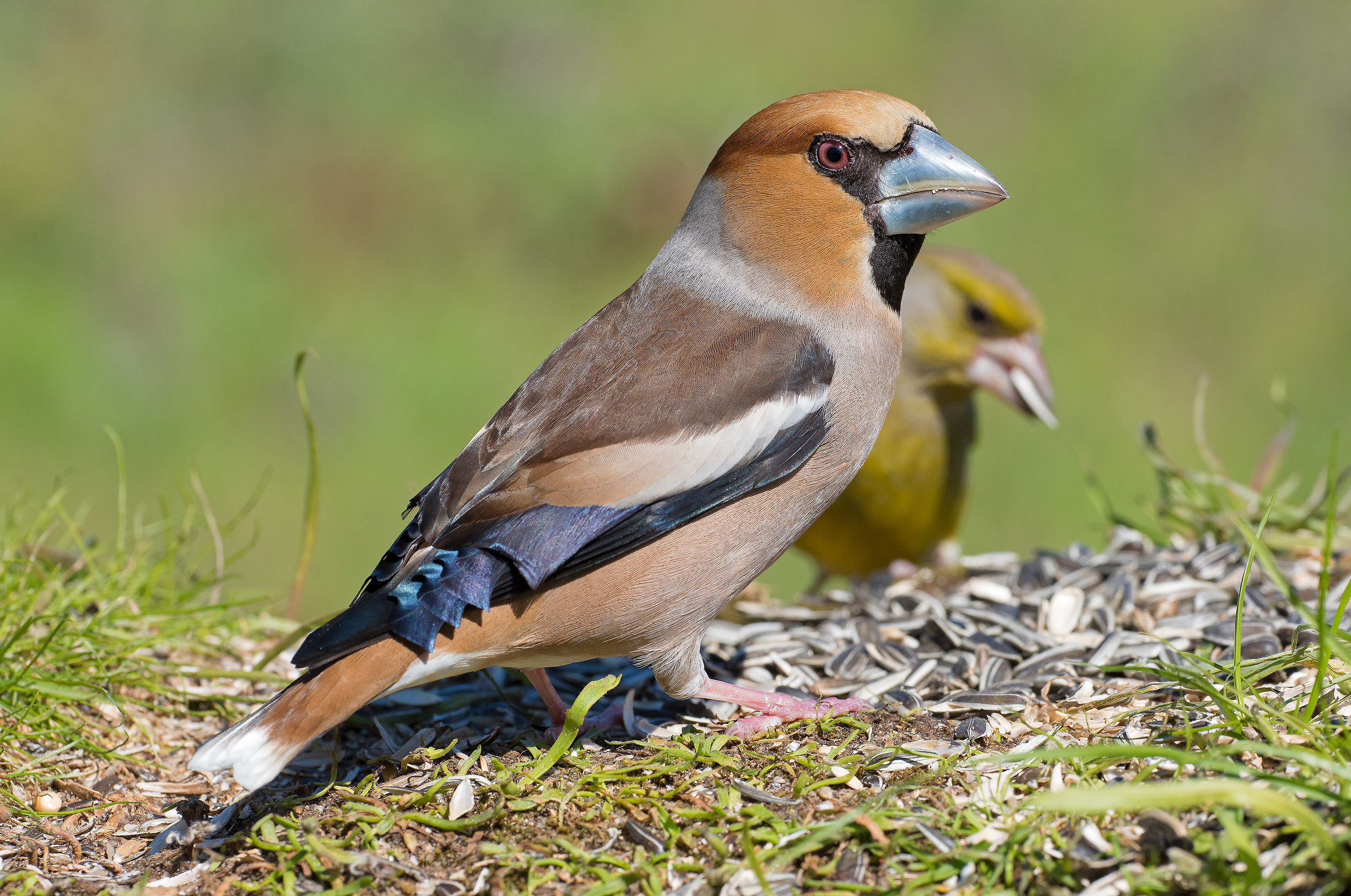 Coffee milk and chocolate with a beautiful blue bow