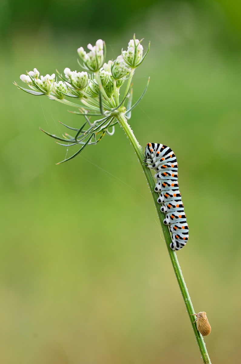 Traffico in salita...