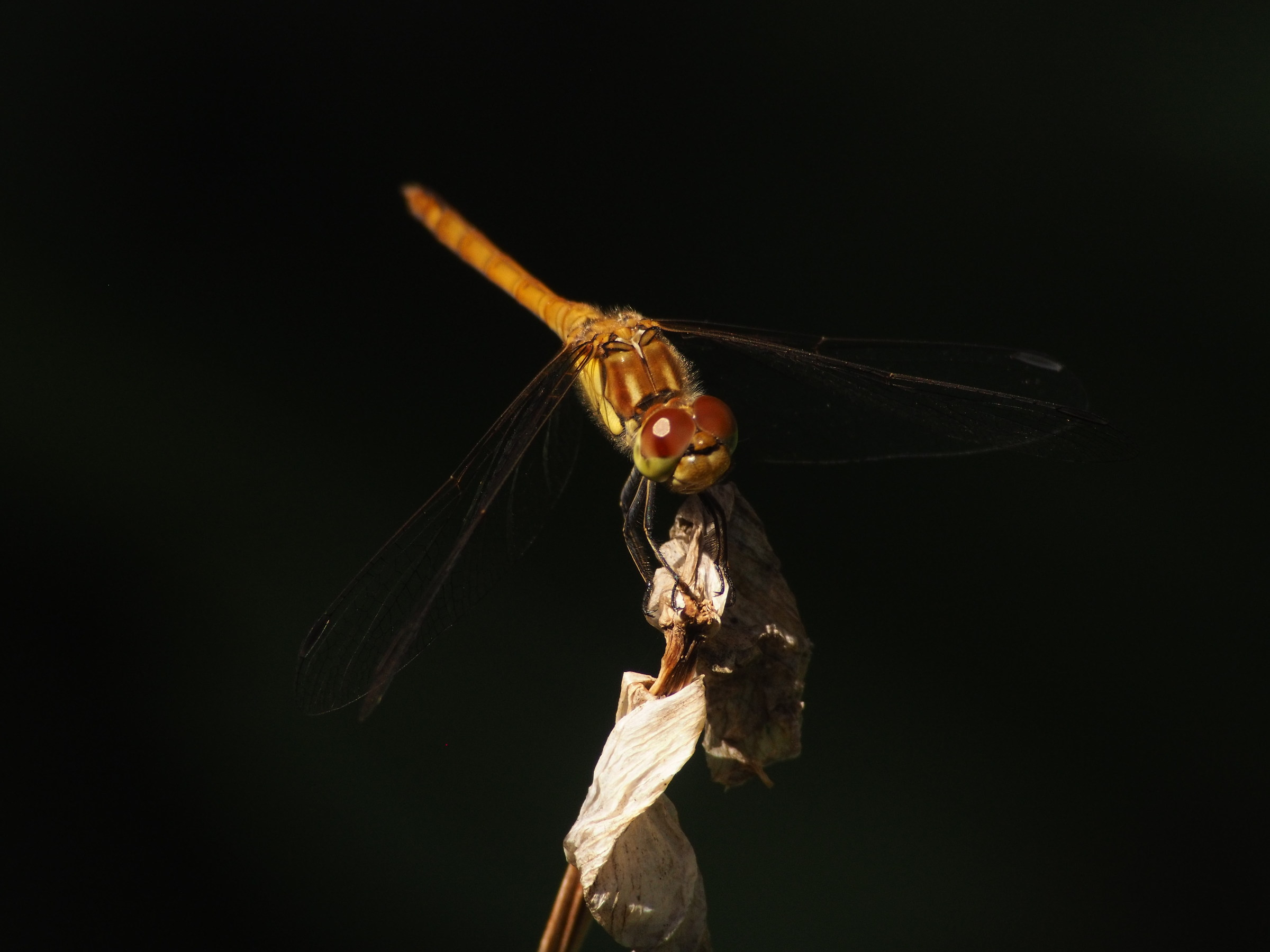 The Porsche of insects