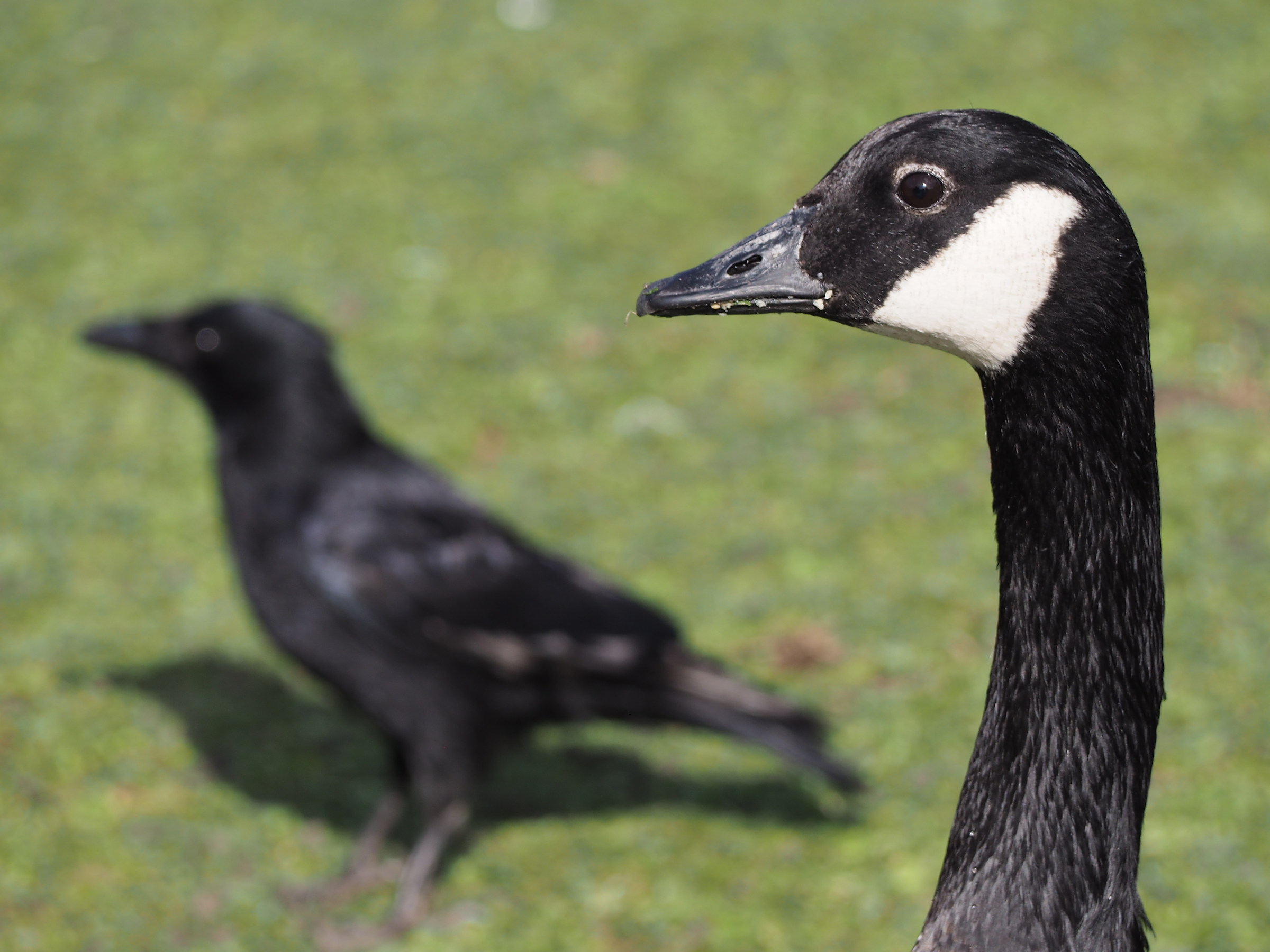 Feathered comparison