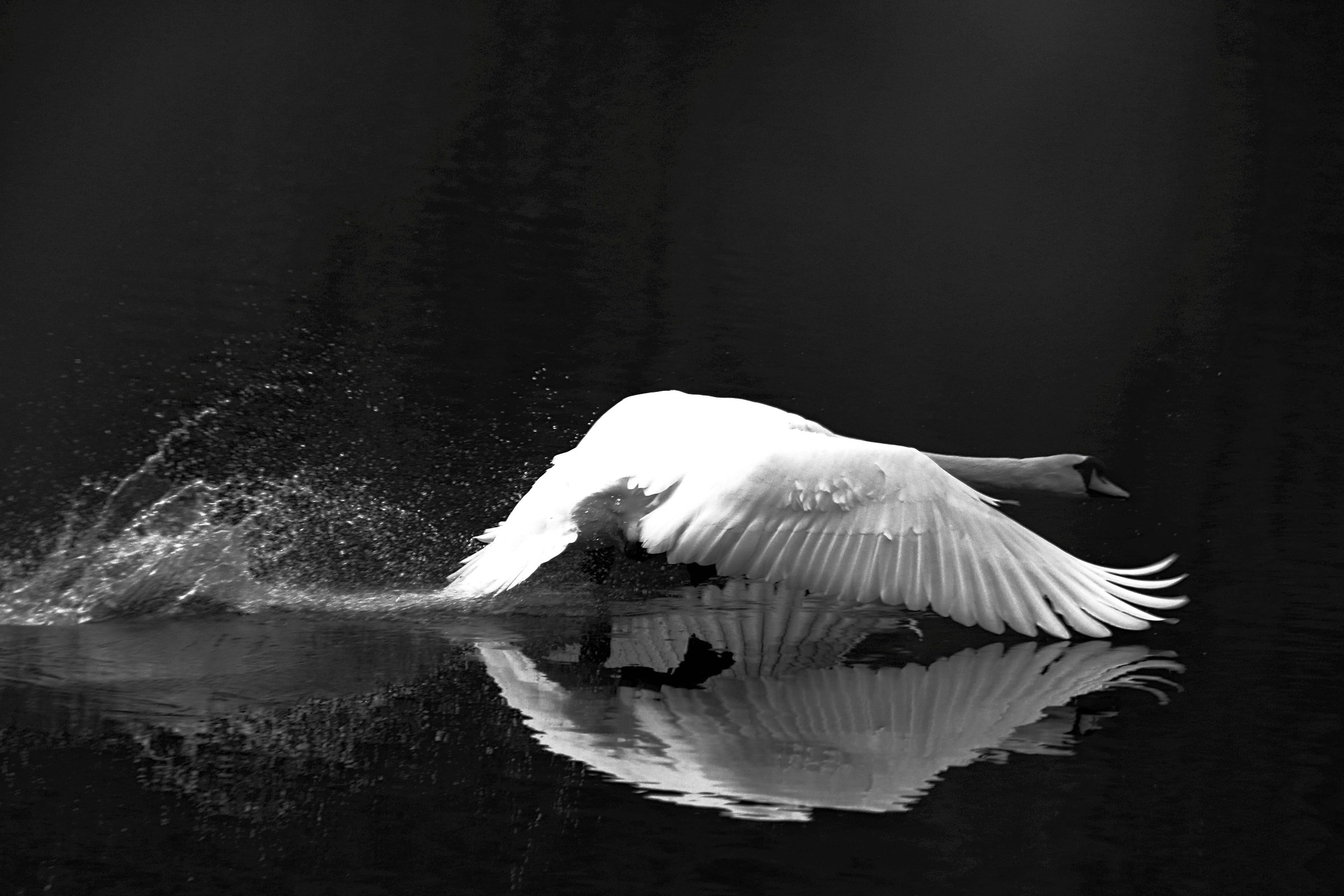 Swan in flight