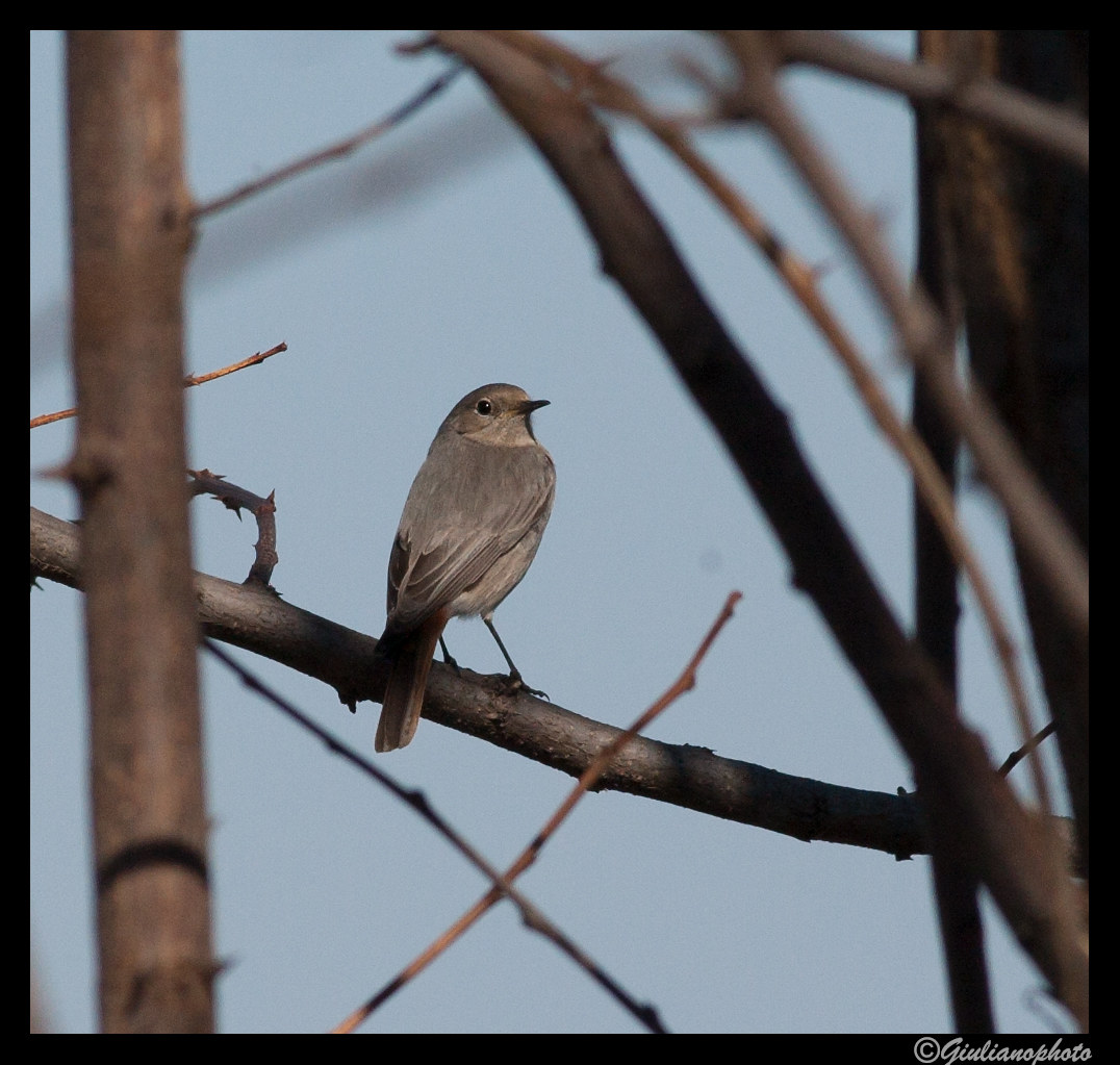 Redstart chimney sweep