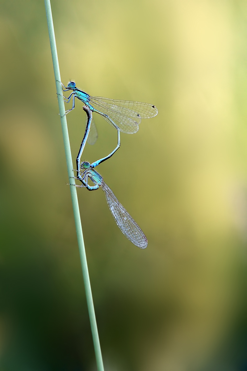 Background with sex Ischnura