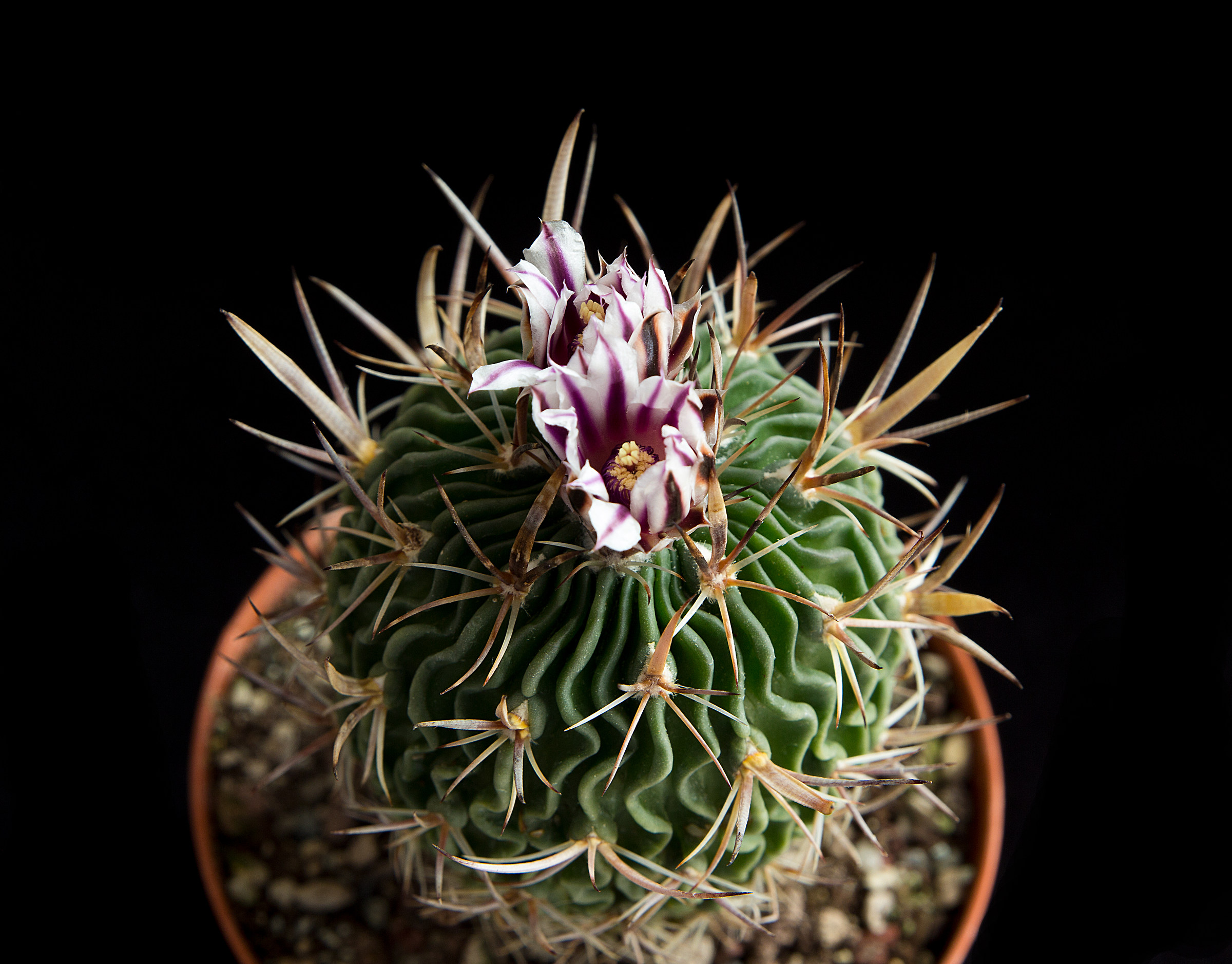Stenocactus crispatus in bloom