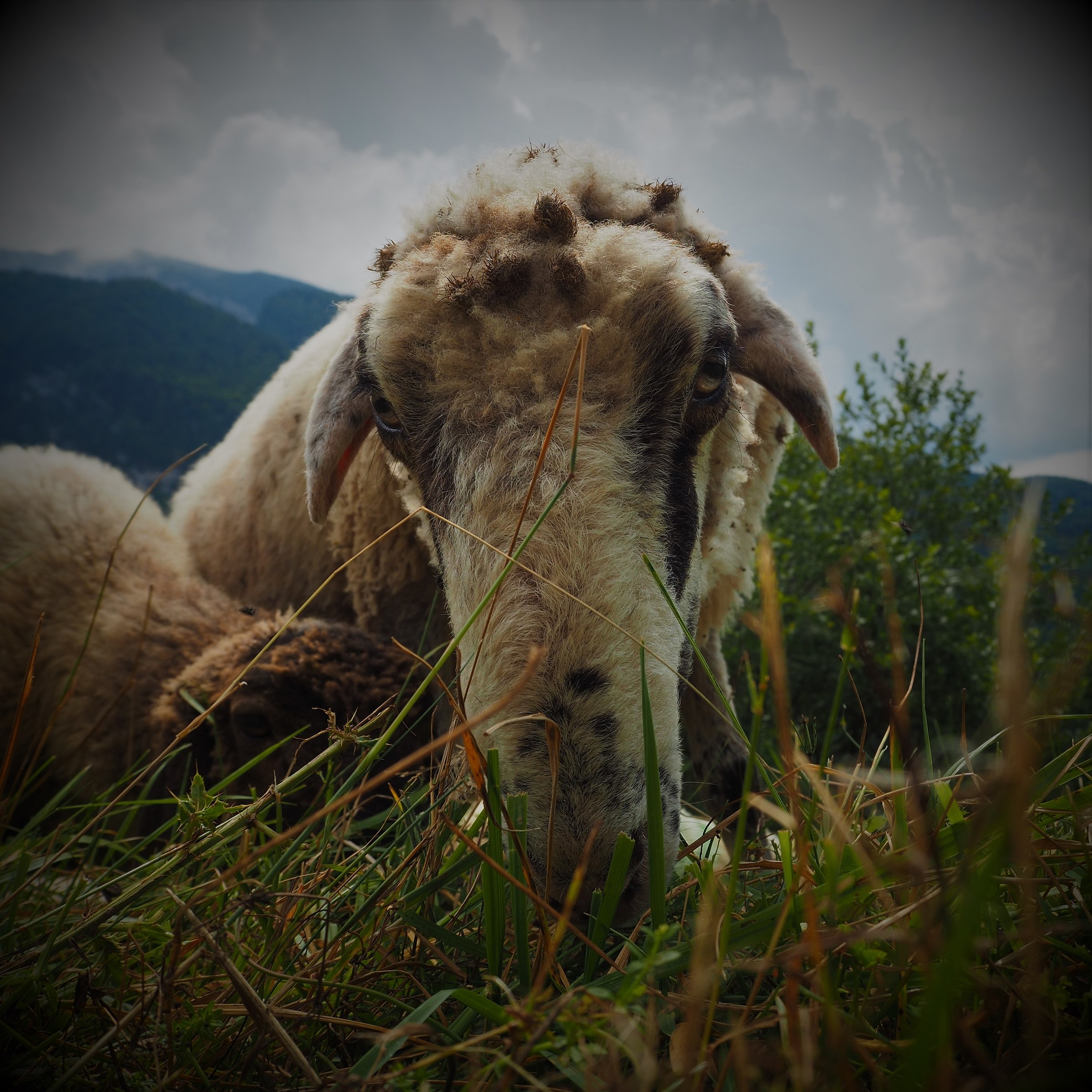 The disturbing sheep