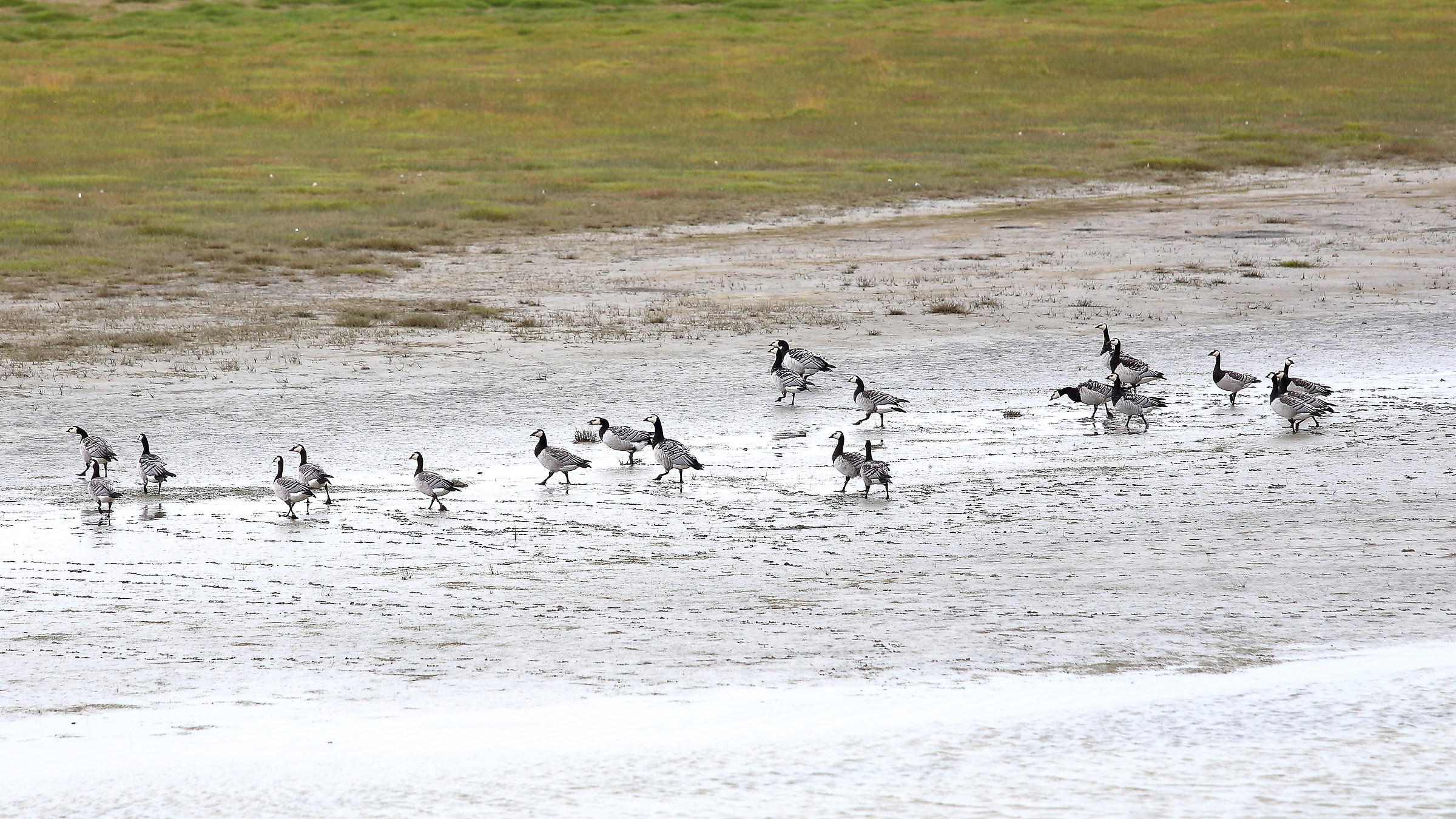 Goose-white goose for walks