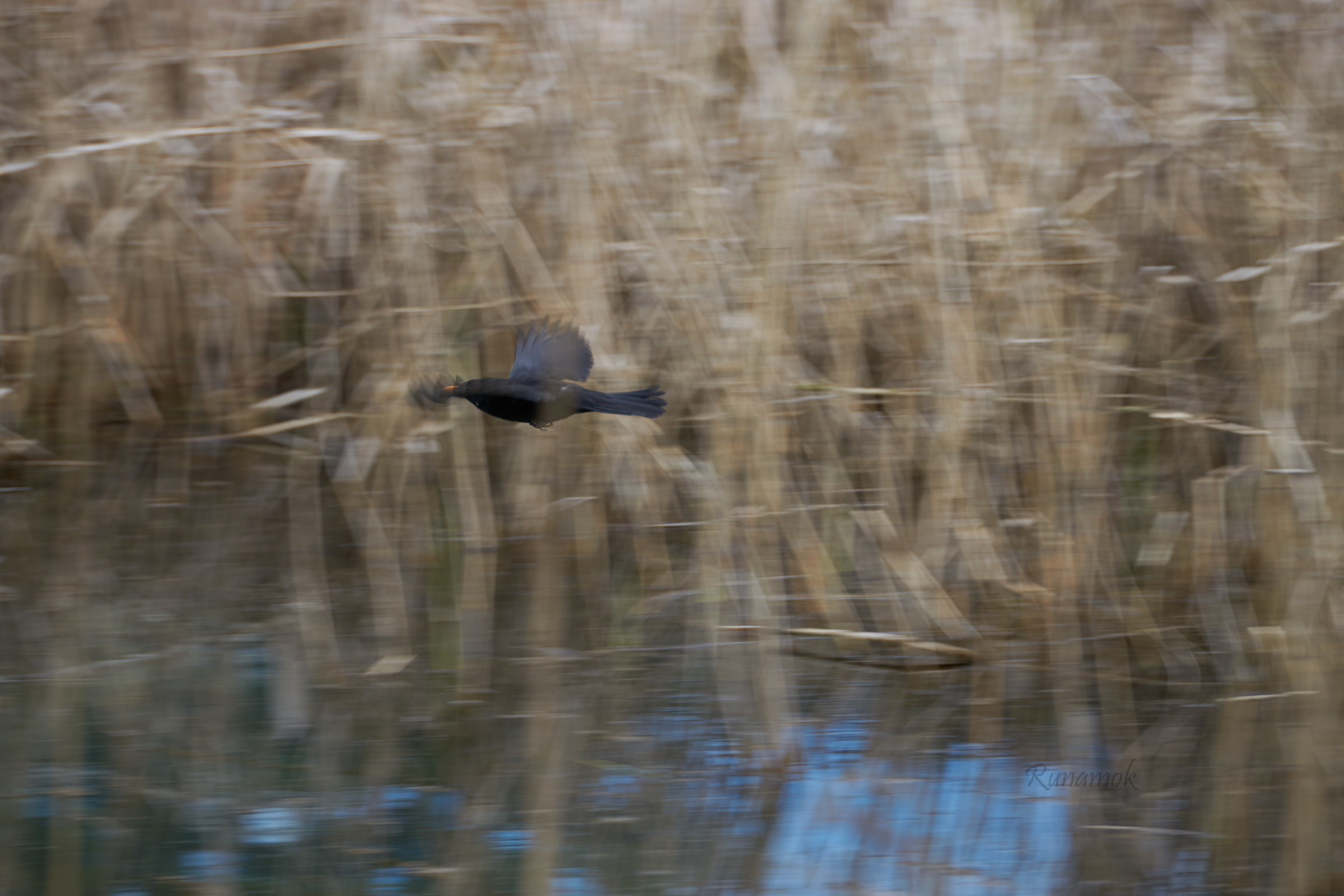 The blackbird in the reeds