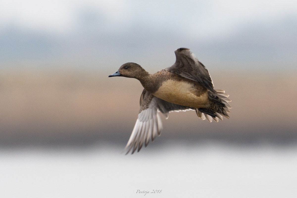 Wigeon