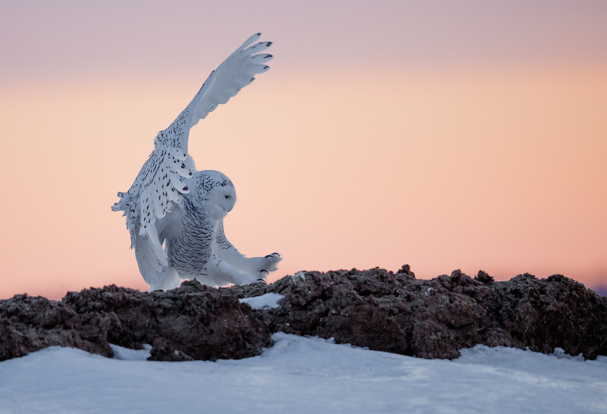 Snowy owl