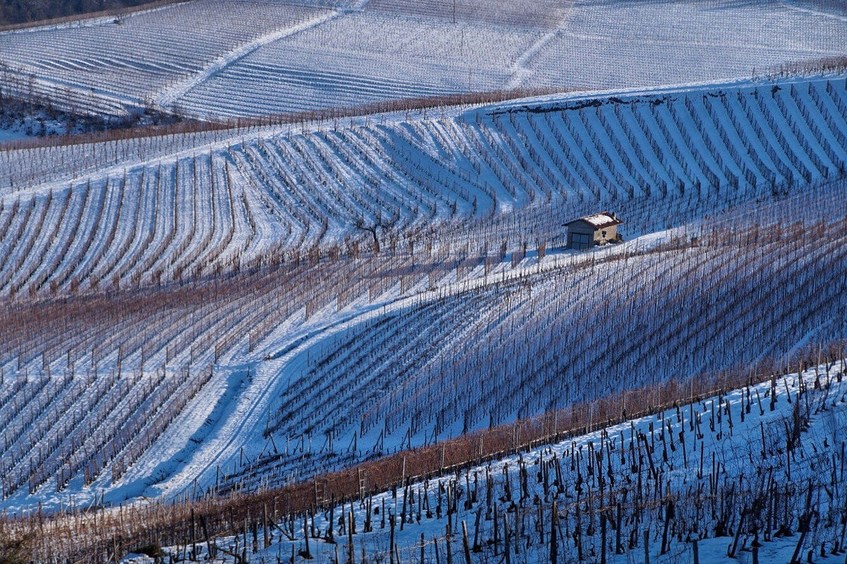 Vigneti nei pressi di La Morra