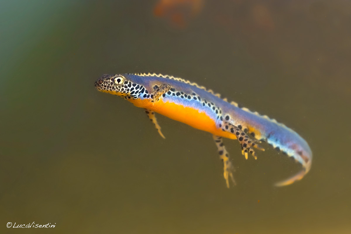 La risalita del tritone alpestre