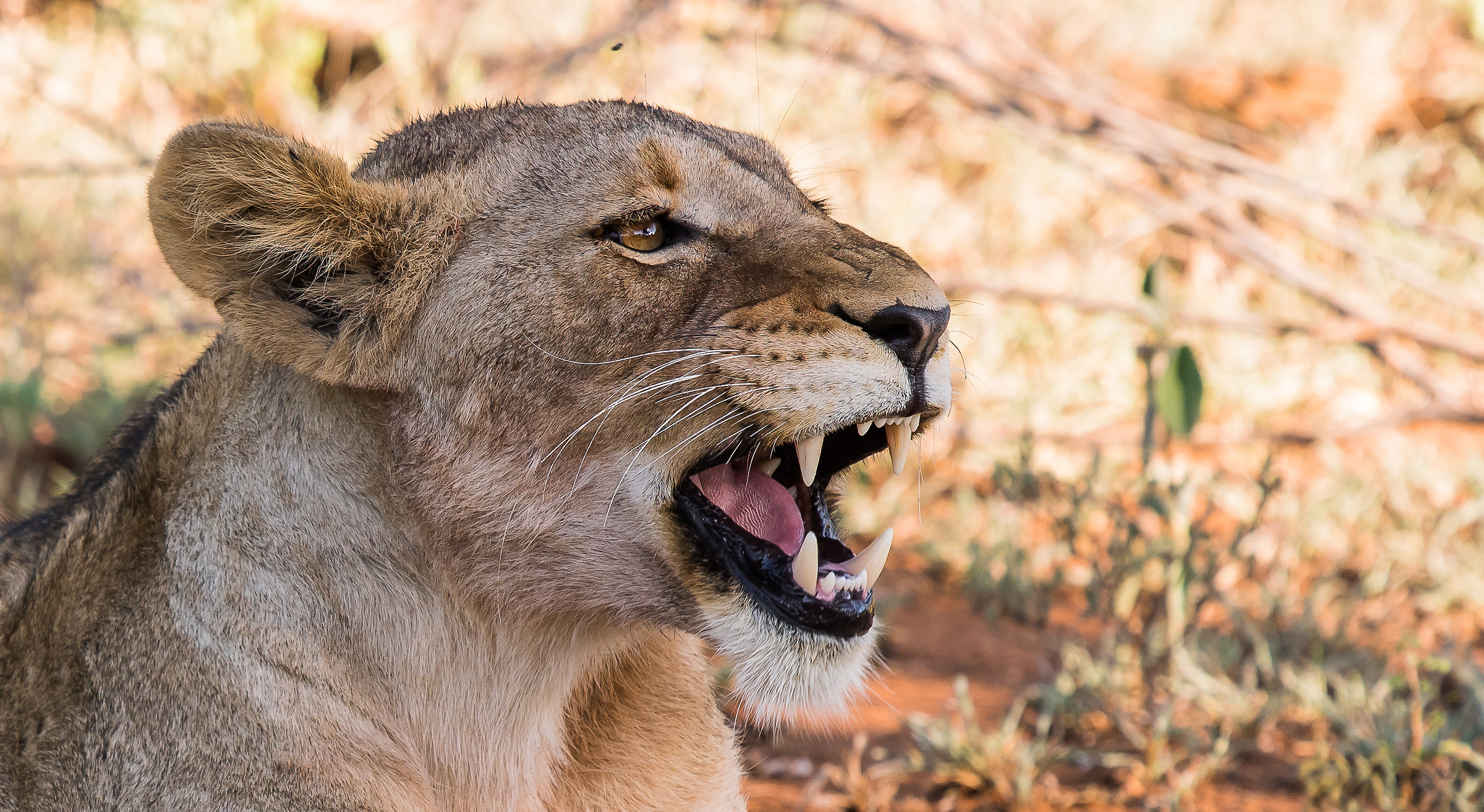 Non mi disturbate !!