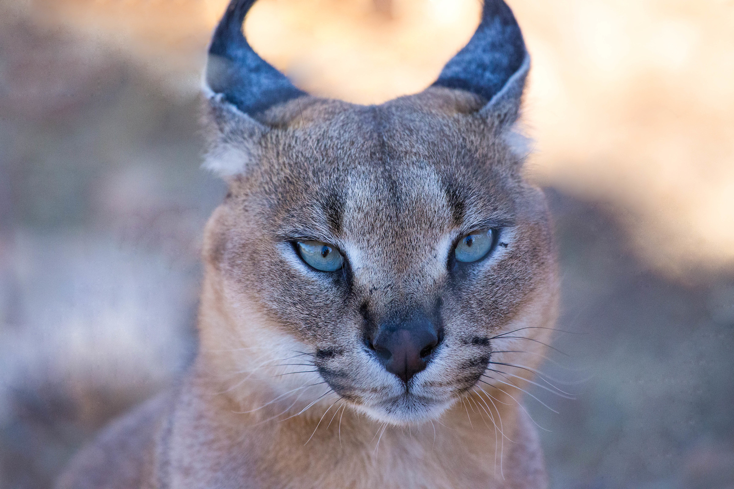 Caracal eyes