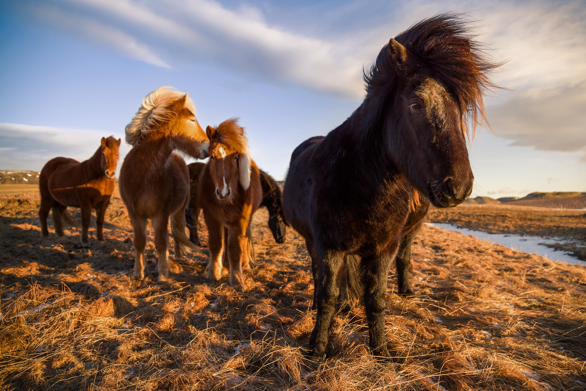Icelandic horses