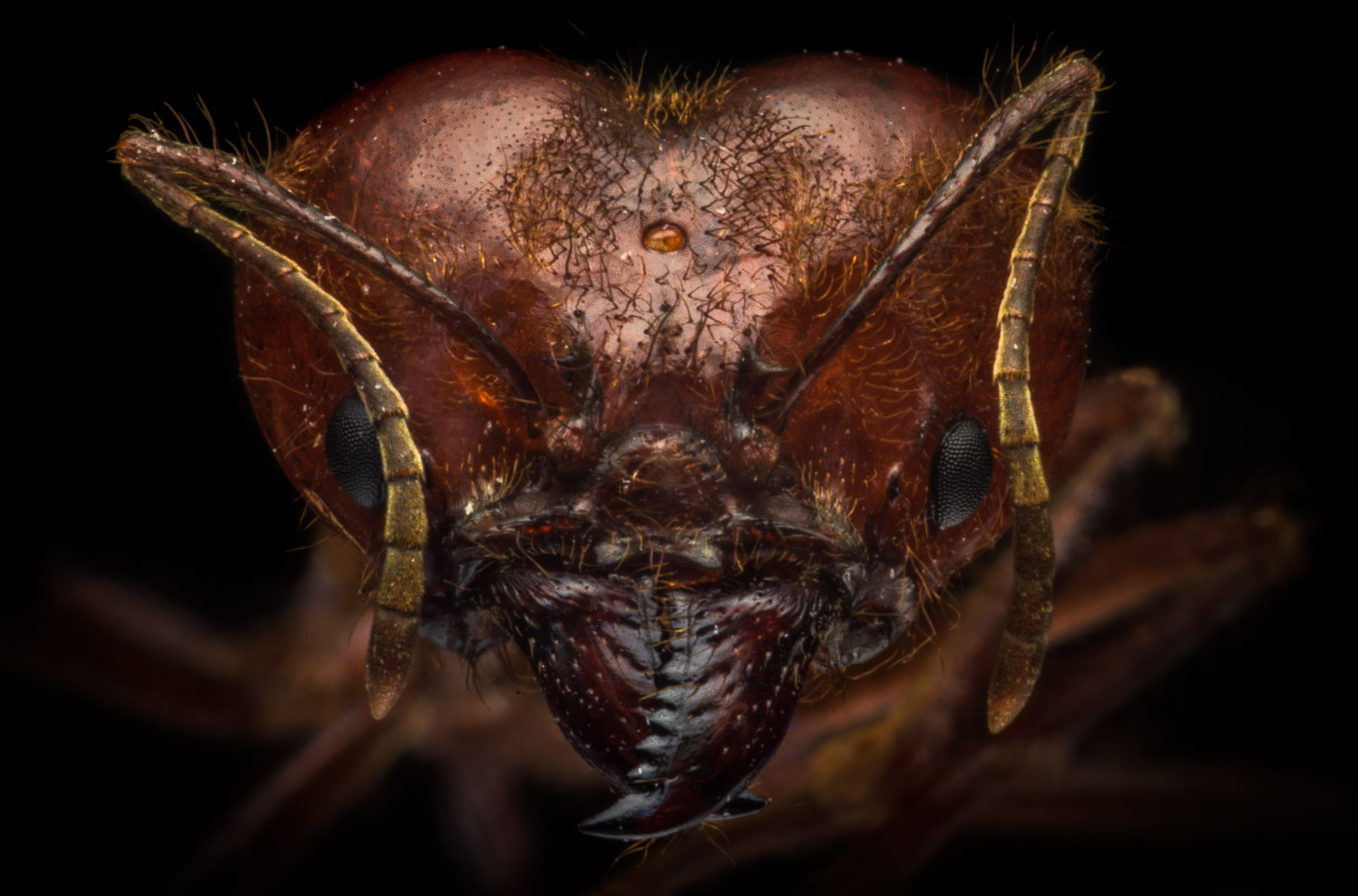 Atta cephalotes - Leaf-cutting ant