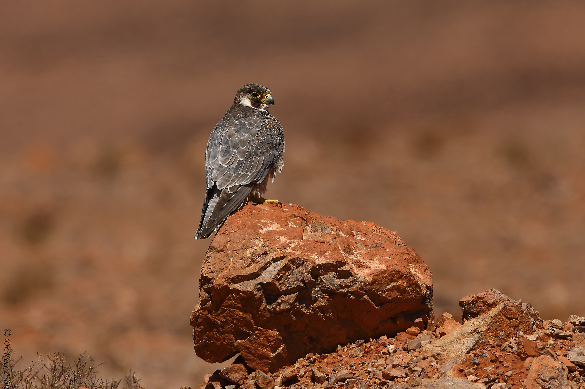 Barbary falcon