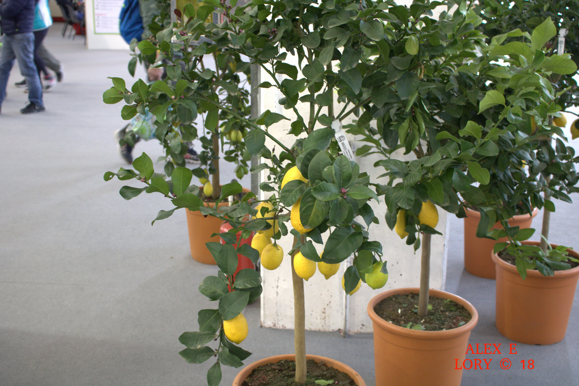 Vita in campagna 2018 montichiari foto 1