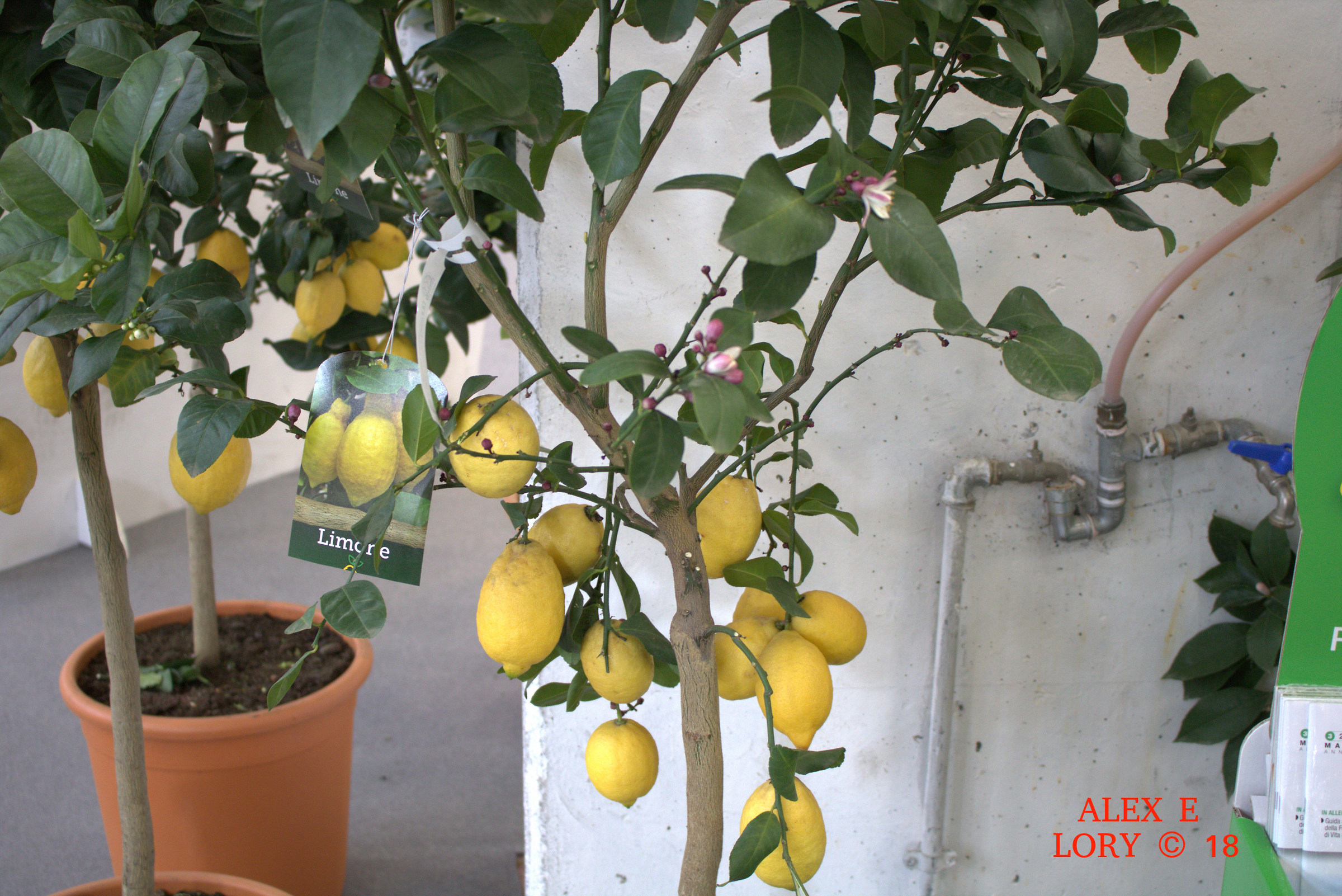 vita in campagna 2018 montichiari foto 2