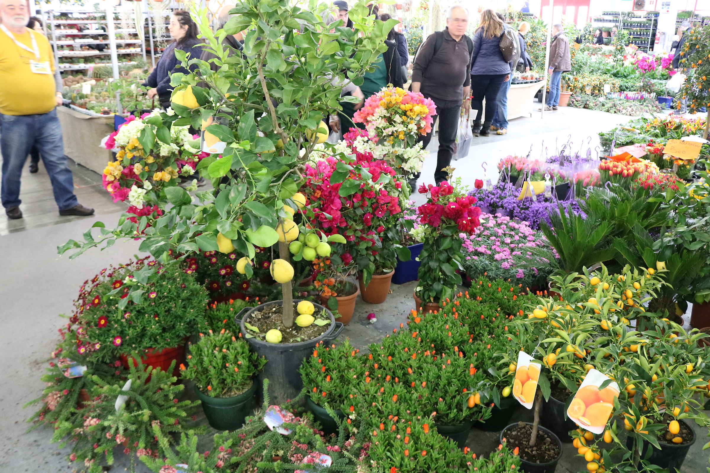 life in the countryside 2018 montichiari foto 5