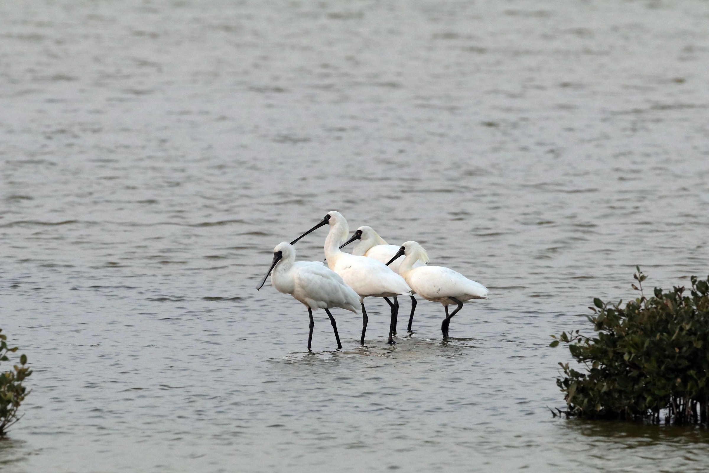 Black-faced Spoonbill