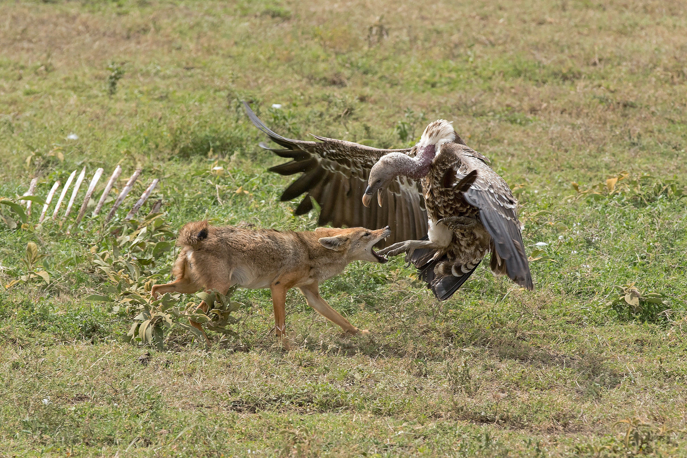 Jackal vs Griffon (Canis aureus- Gyps rueppelli)
