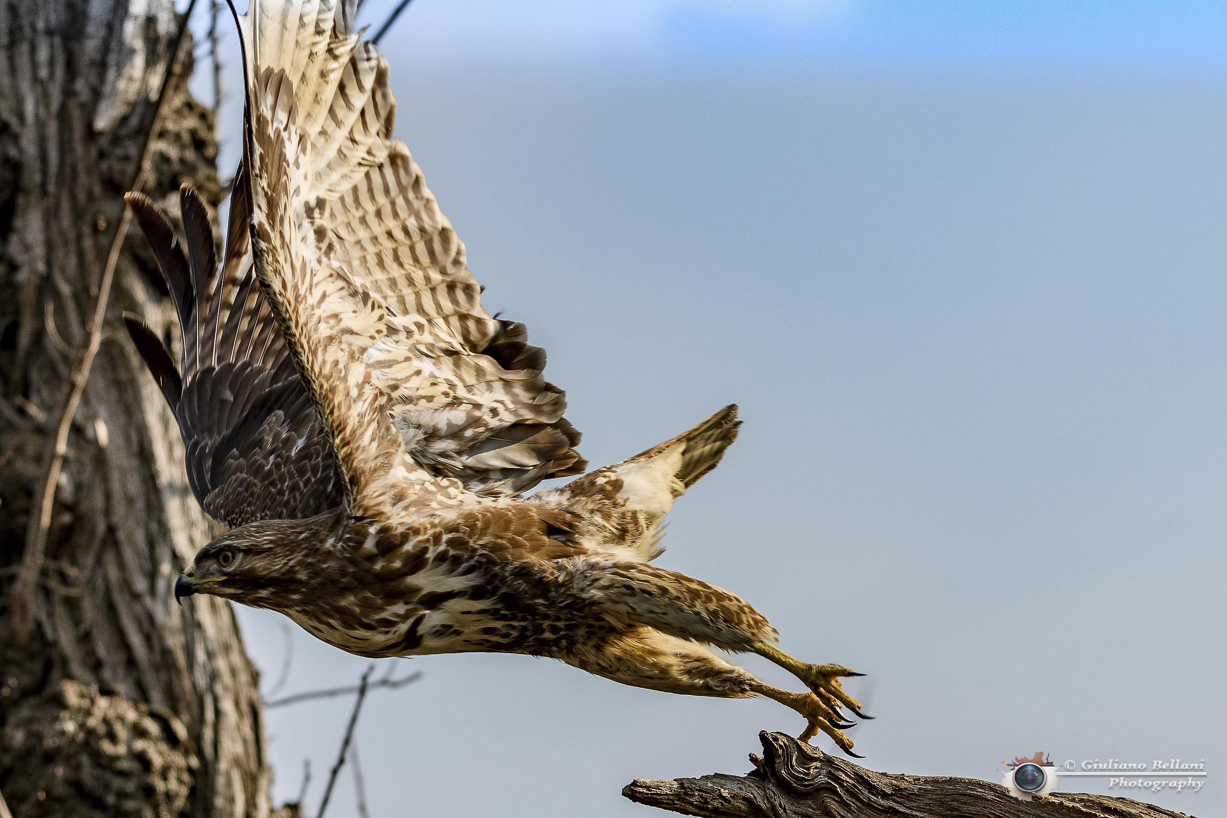 The detachment of the Poiana