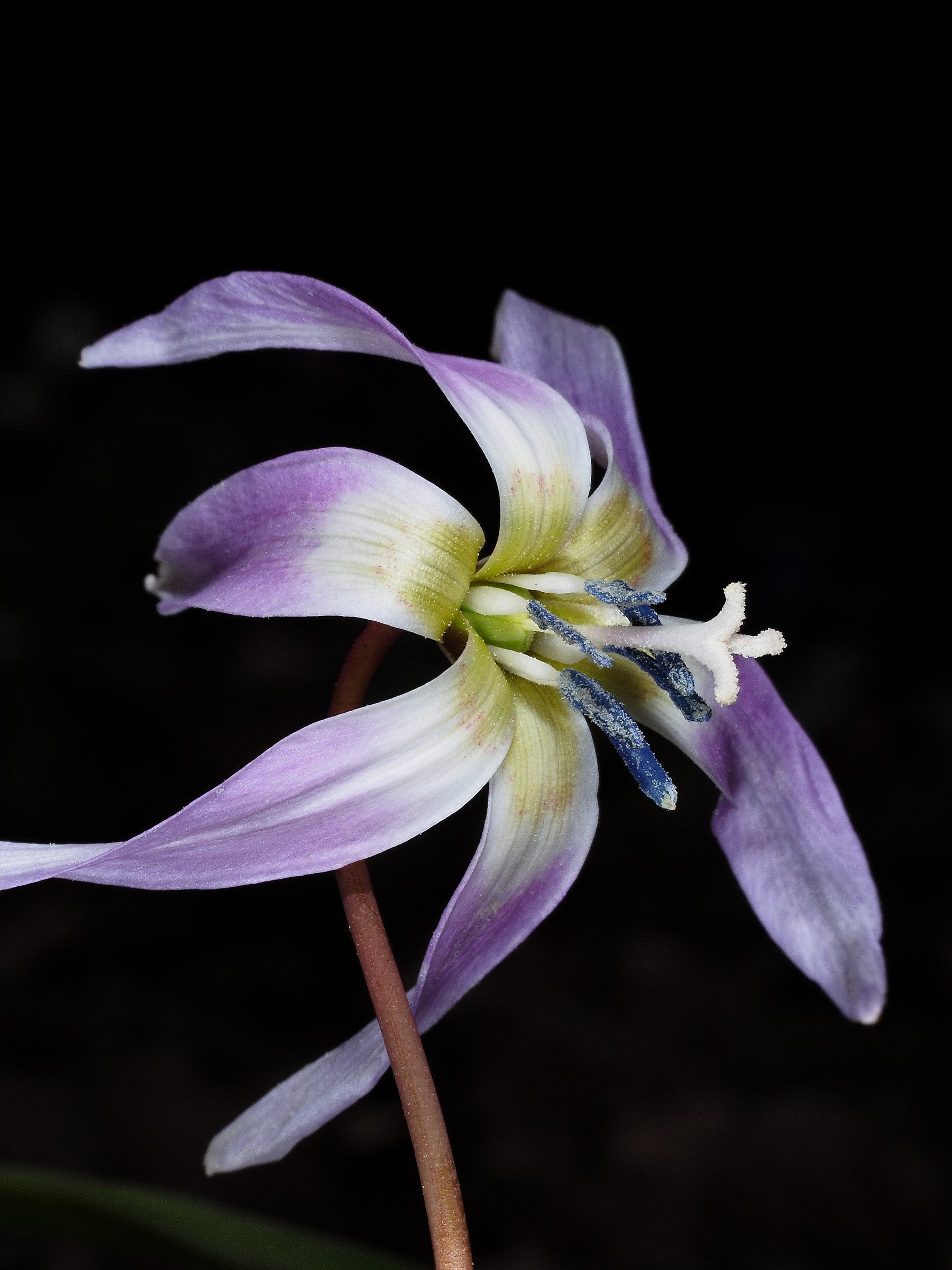 Erythronium dens-canis