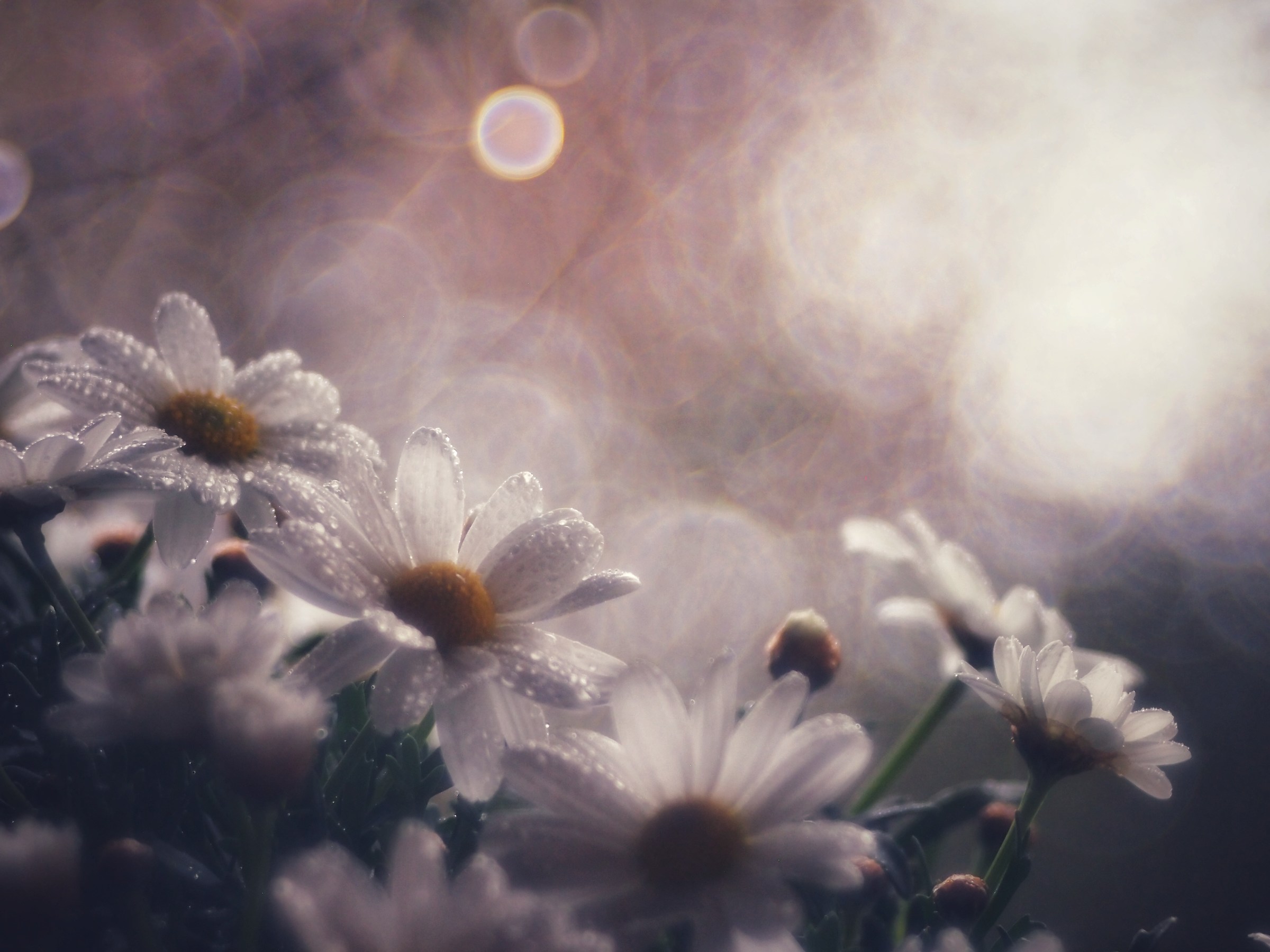 Prova Trioplan 100f2.8  1