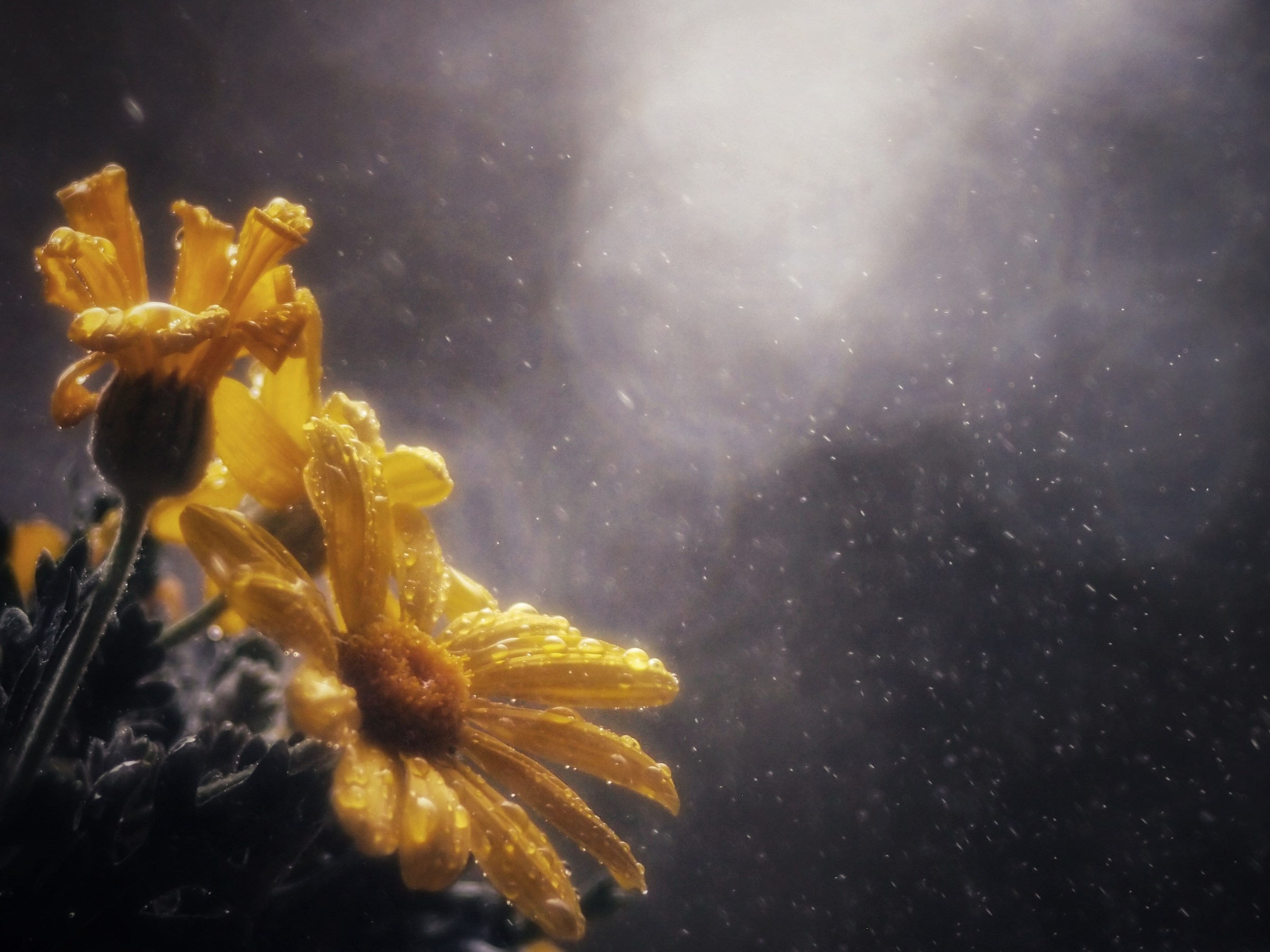 Prova Trioplan 100f2.8  2