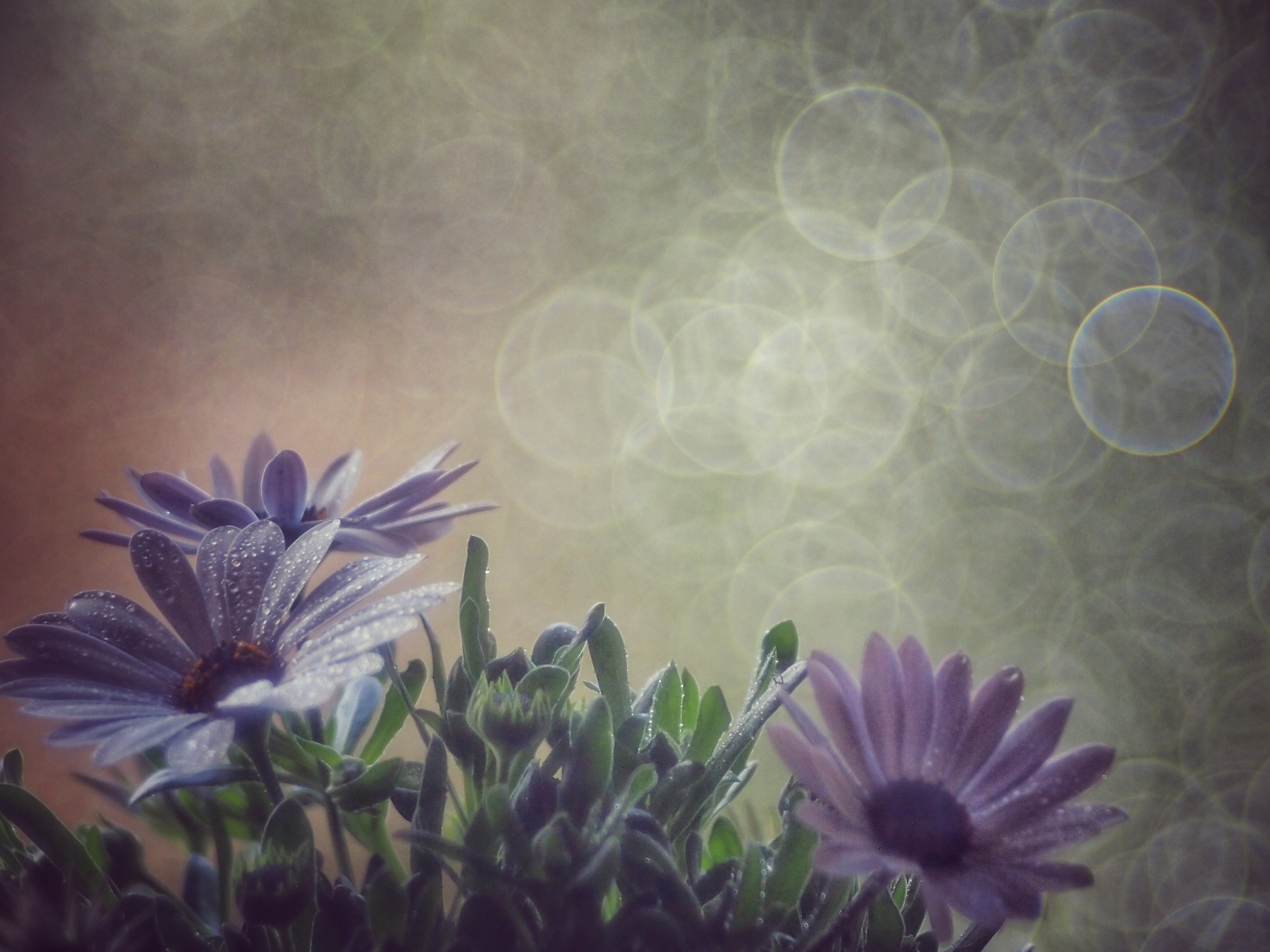 Prova Trioplan 100f2.8  3