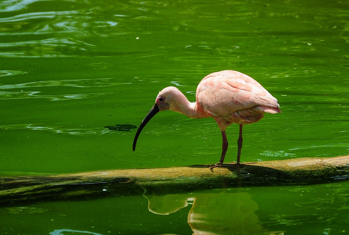 Ibis Pink