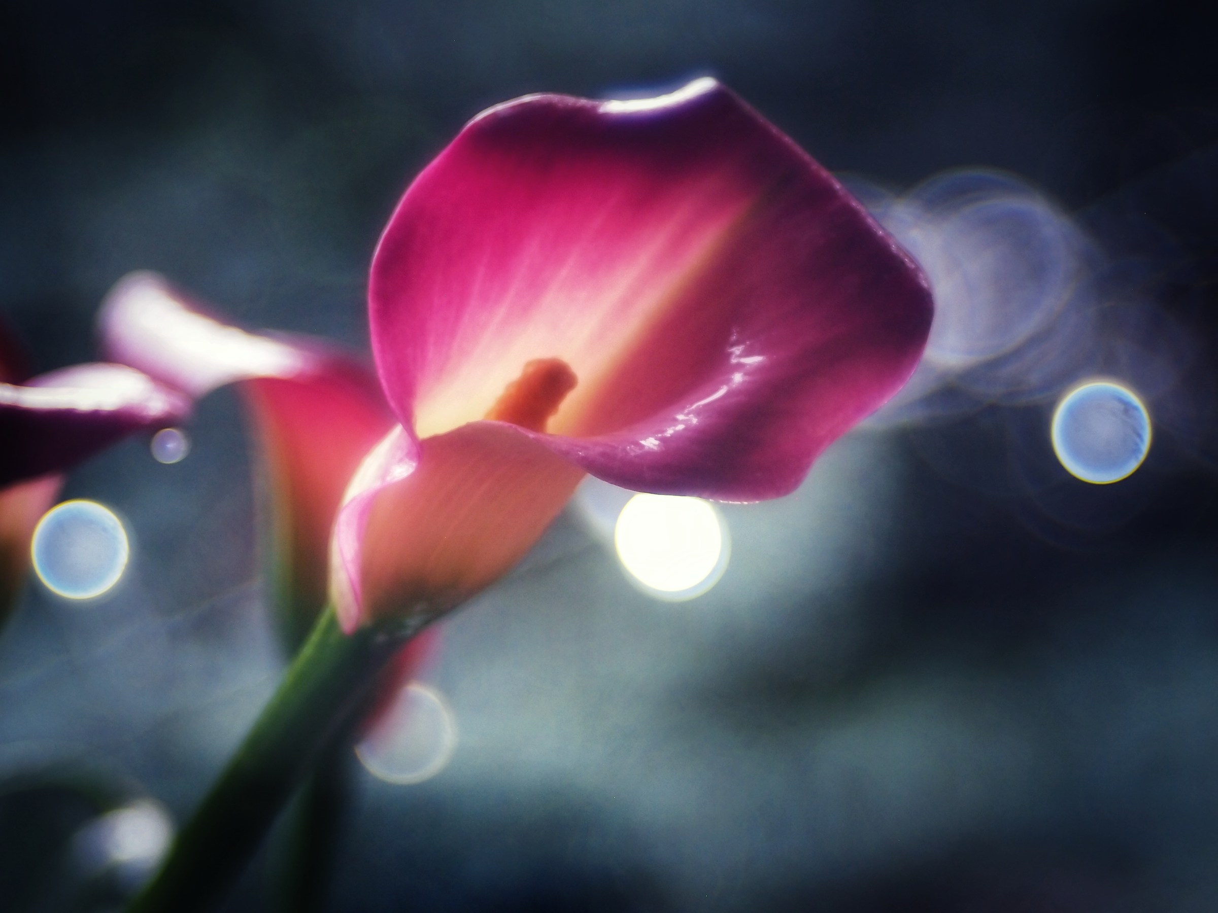 Prova Trioplan 100f2.8  4