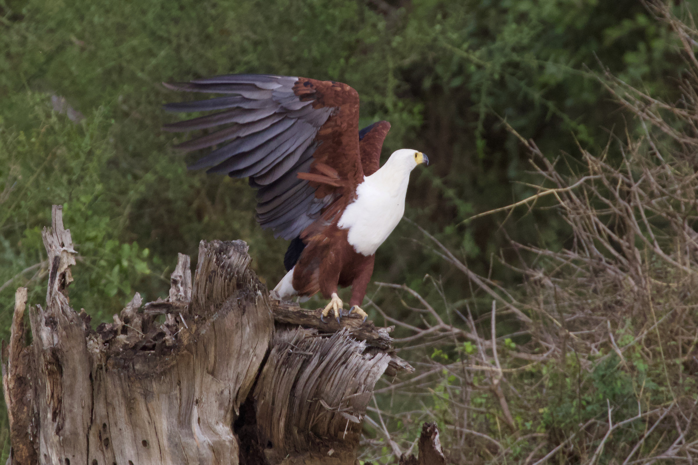 African fisher eagle