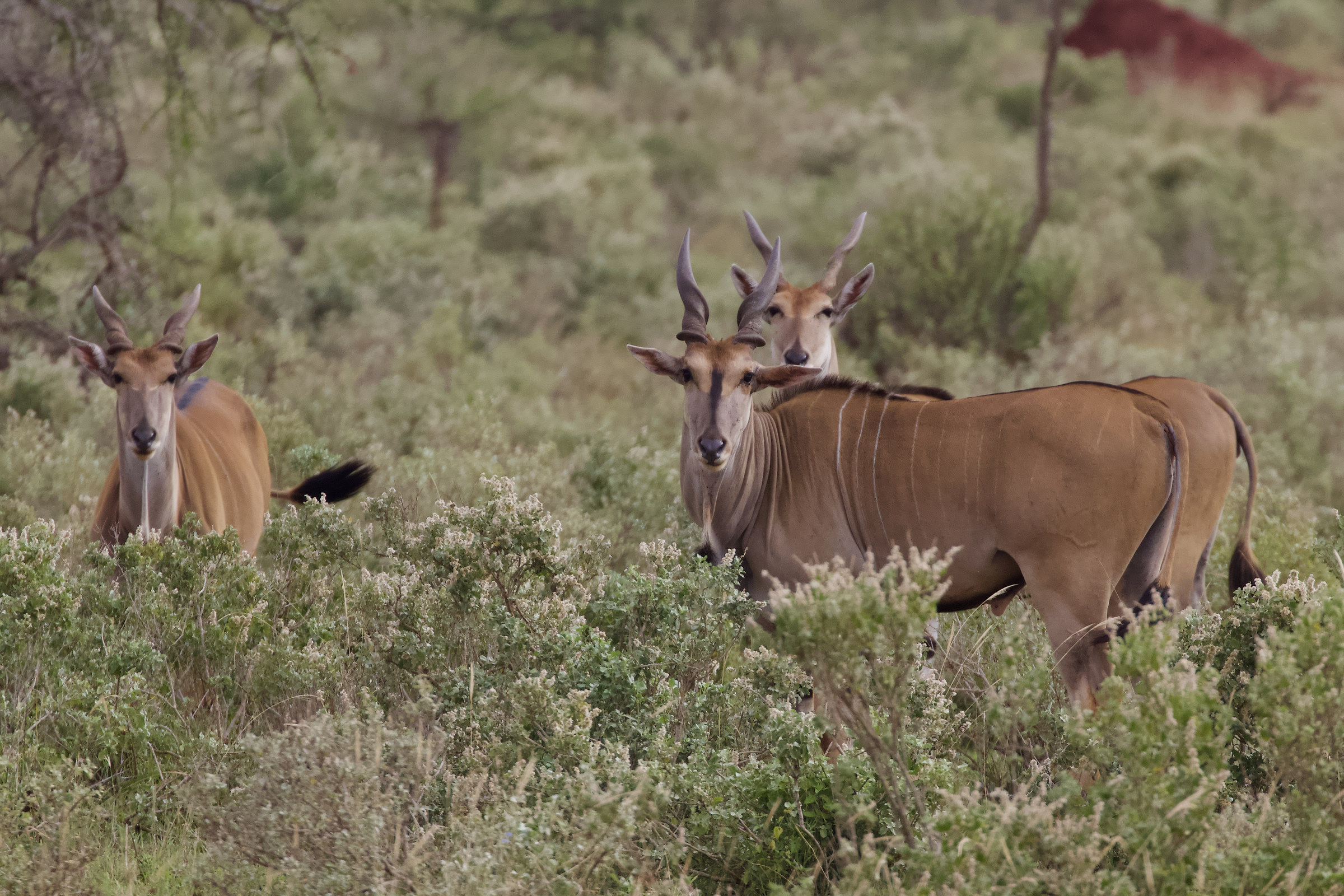 eland