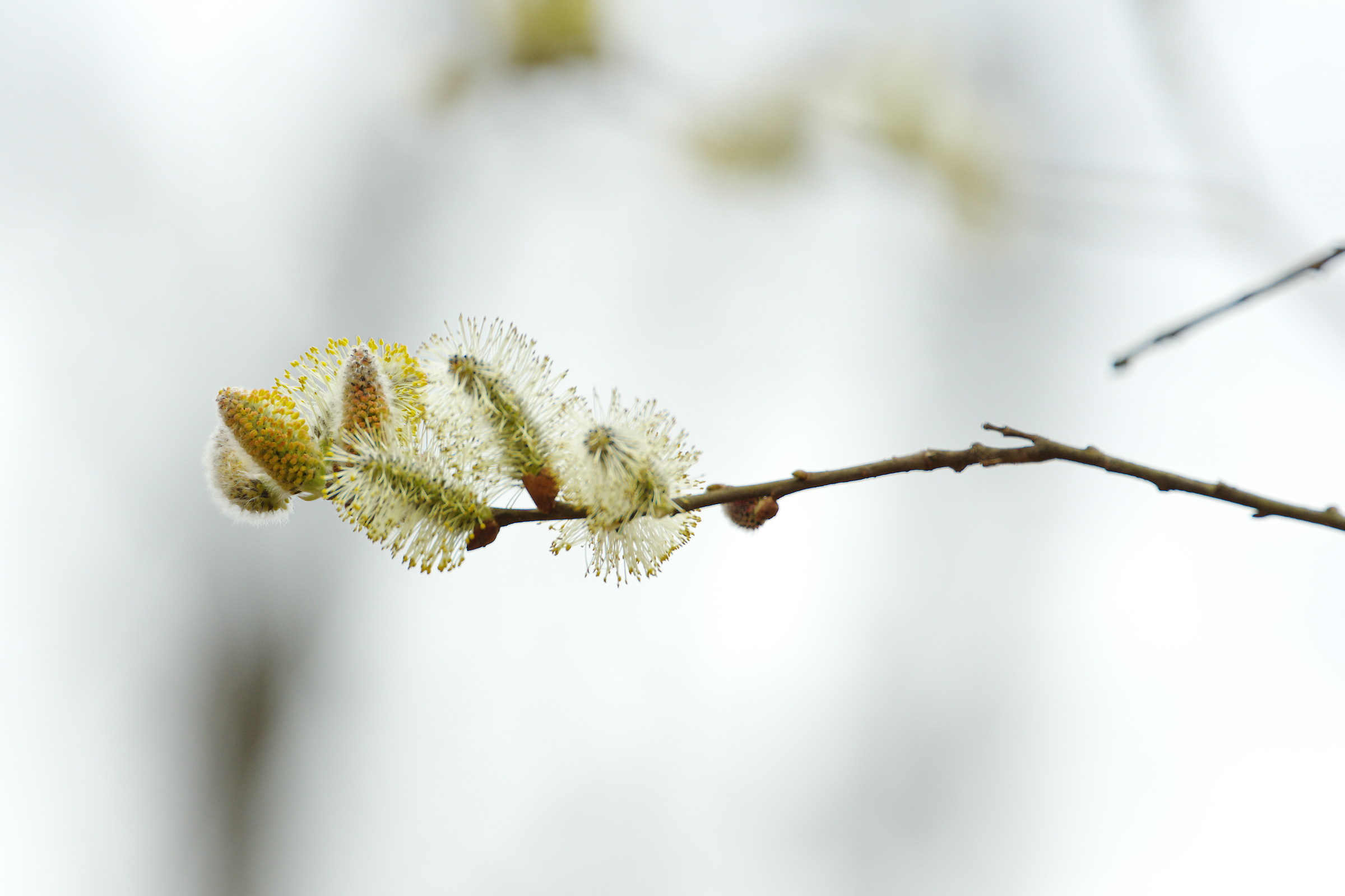 Inizia la Primavera...