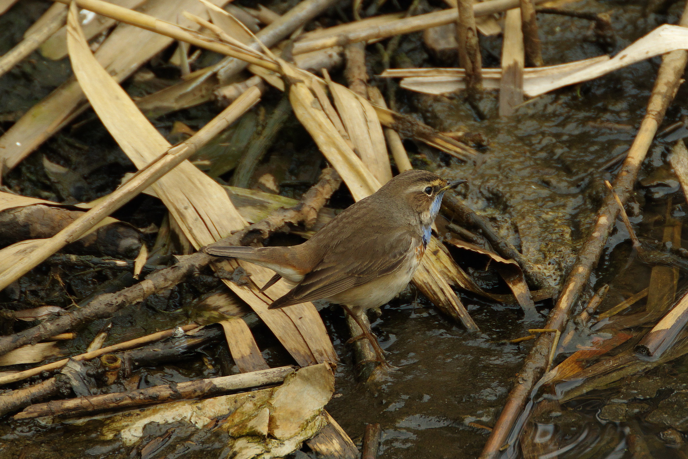 Western Bluethroat