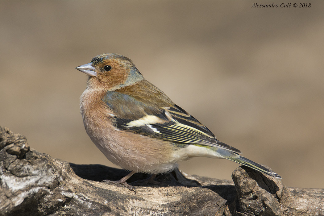 Fringilla coelebs (Fringuello) 0572