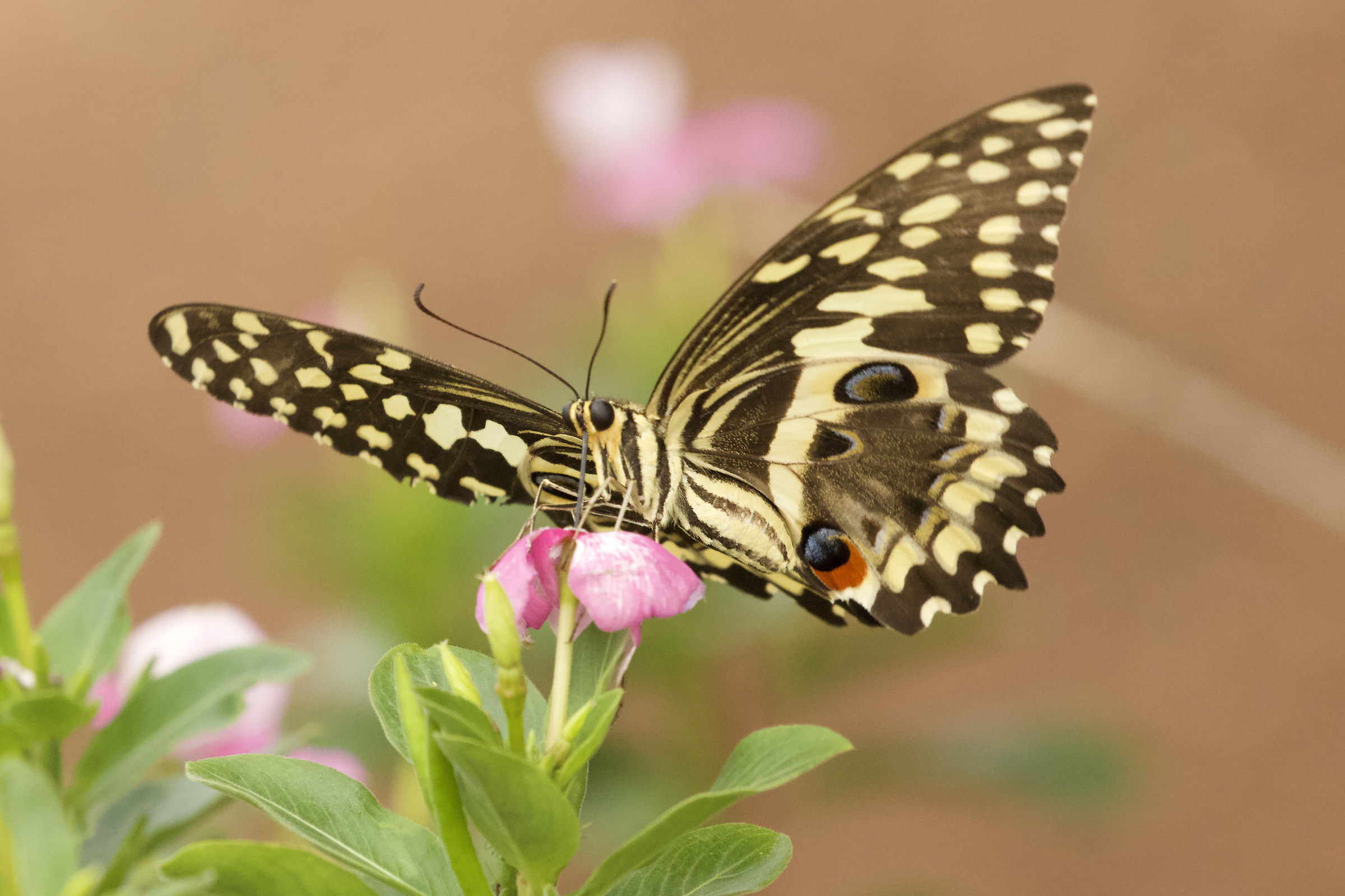 papilio demodocus