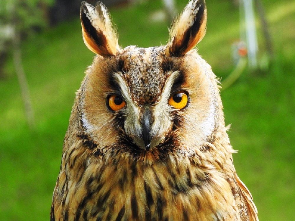 Eagle owl - protected area. Free hand