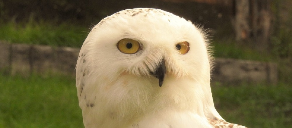 Snowy owl