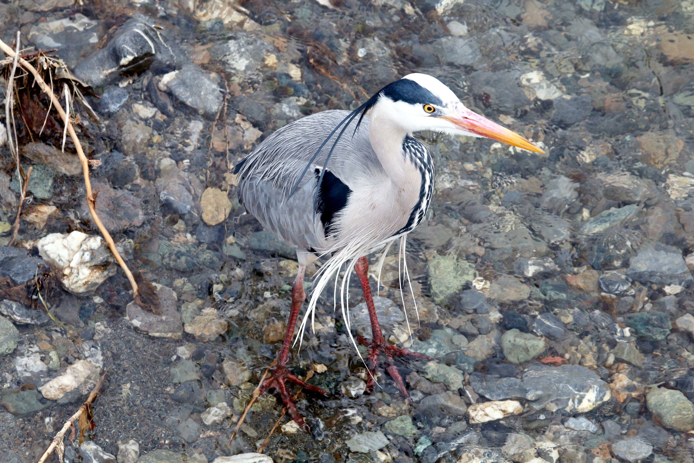 What a beautiful plumage