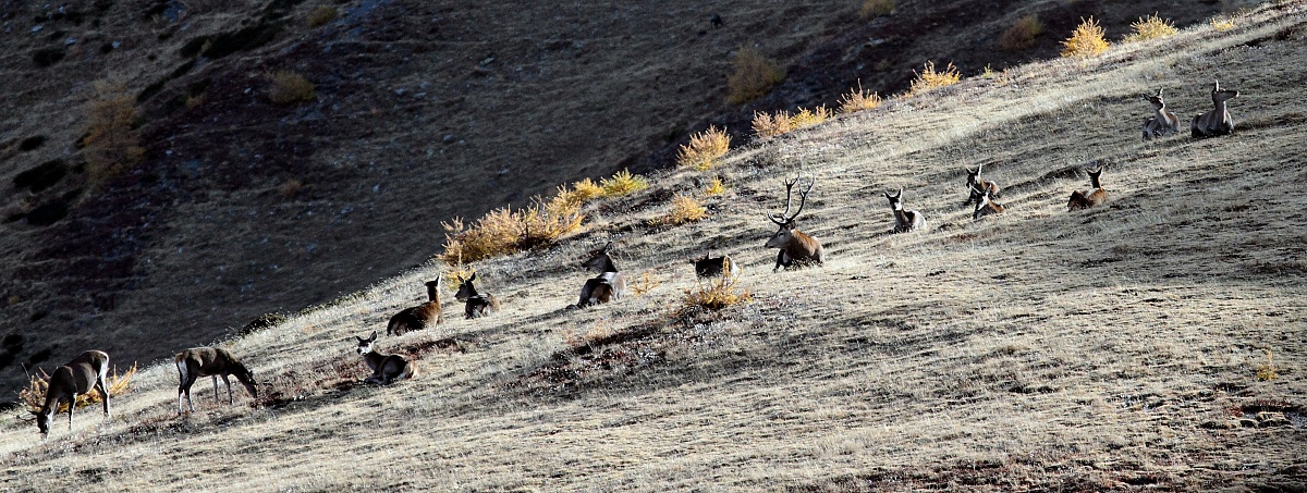 Al centro dell' harem.