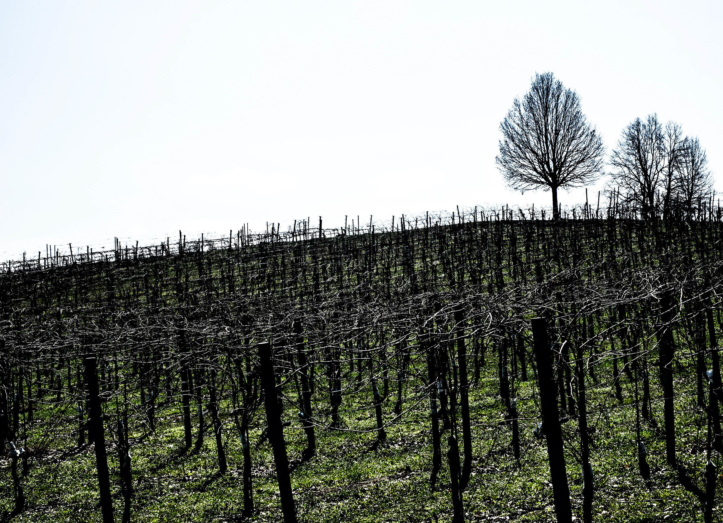 La vigna di lambrusco grasparossa