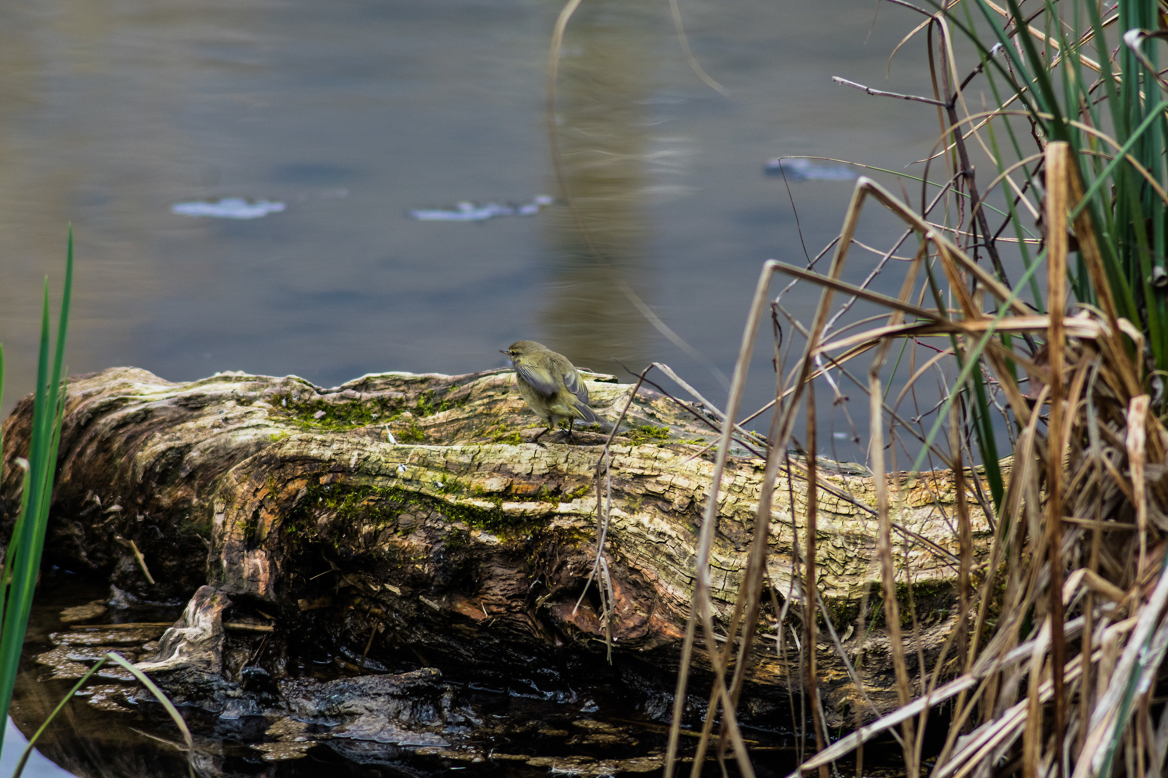 A nice inhabitant of the pond!