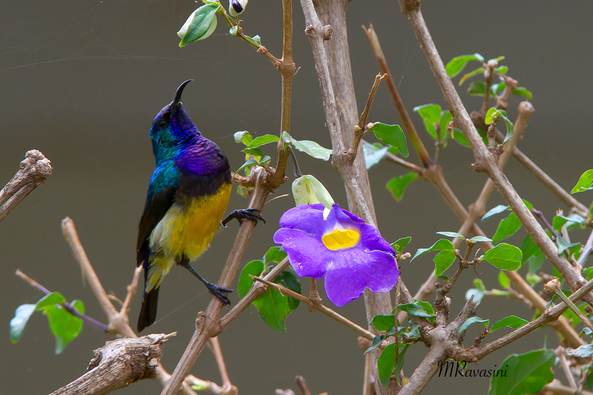 Variable Sunbird