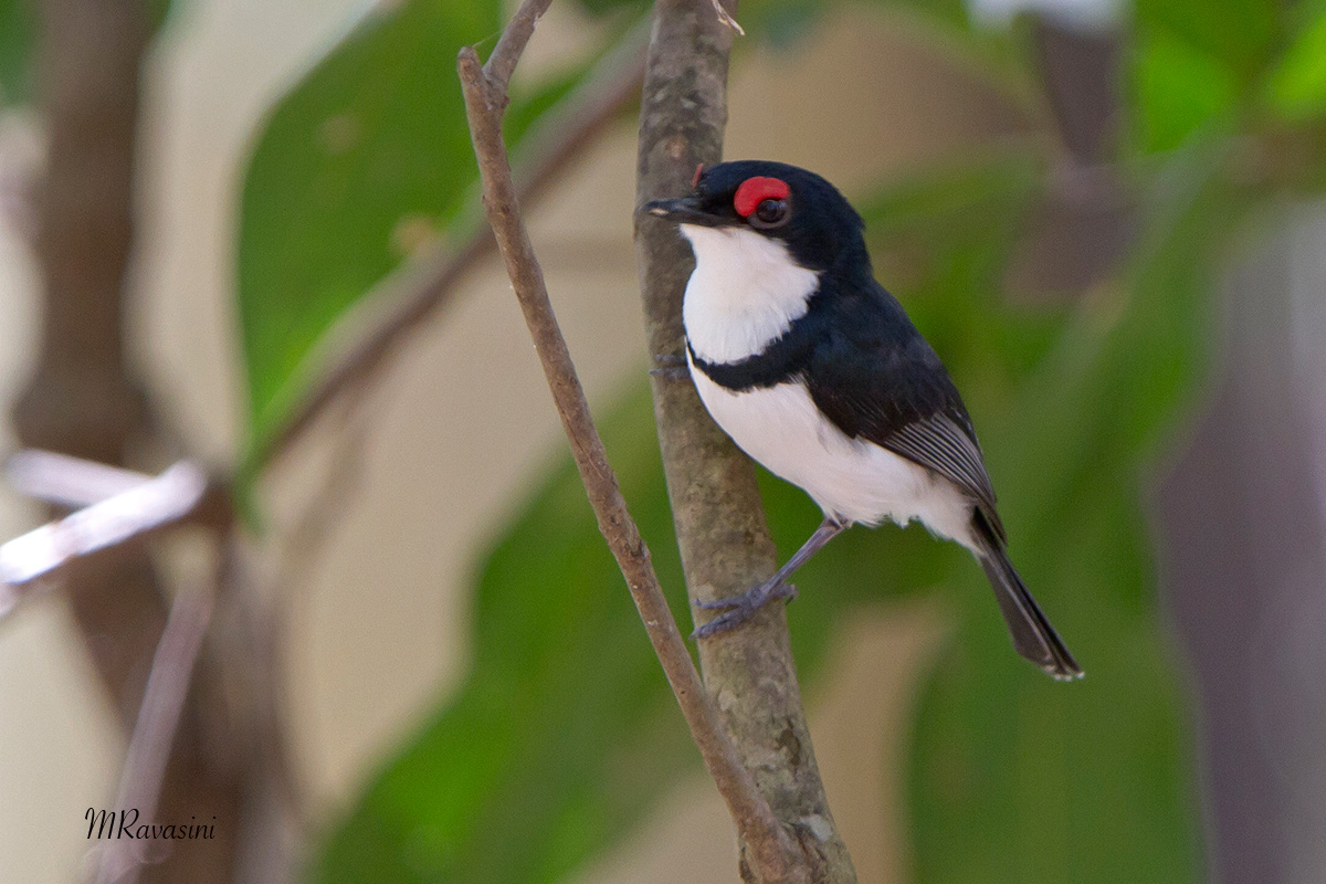 Black-throated wattle-eye