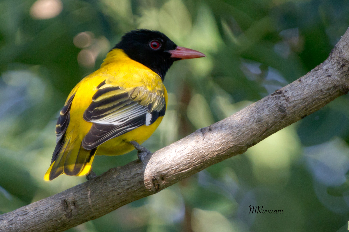 Black headed Oriole